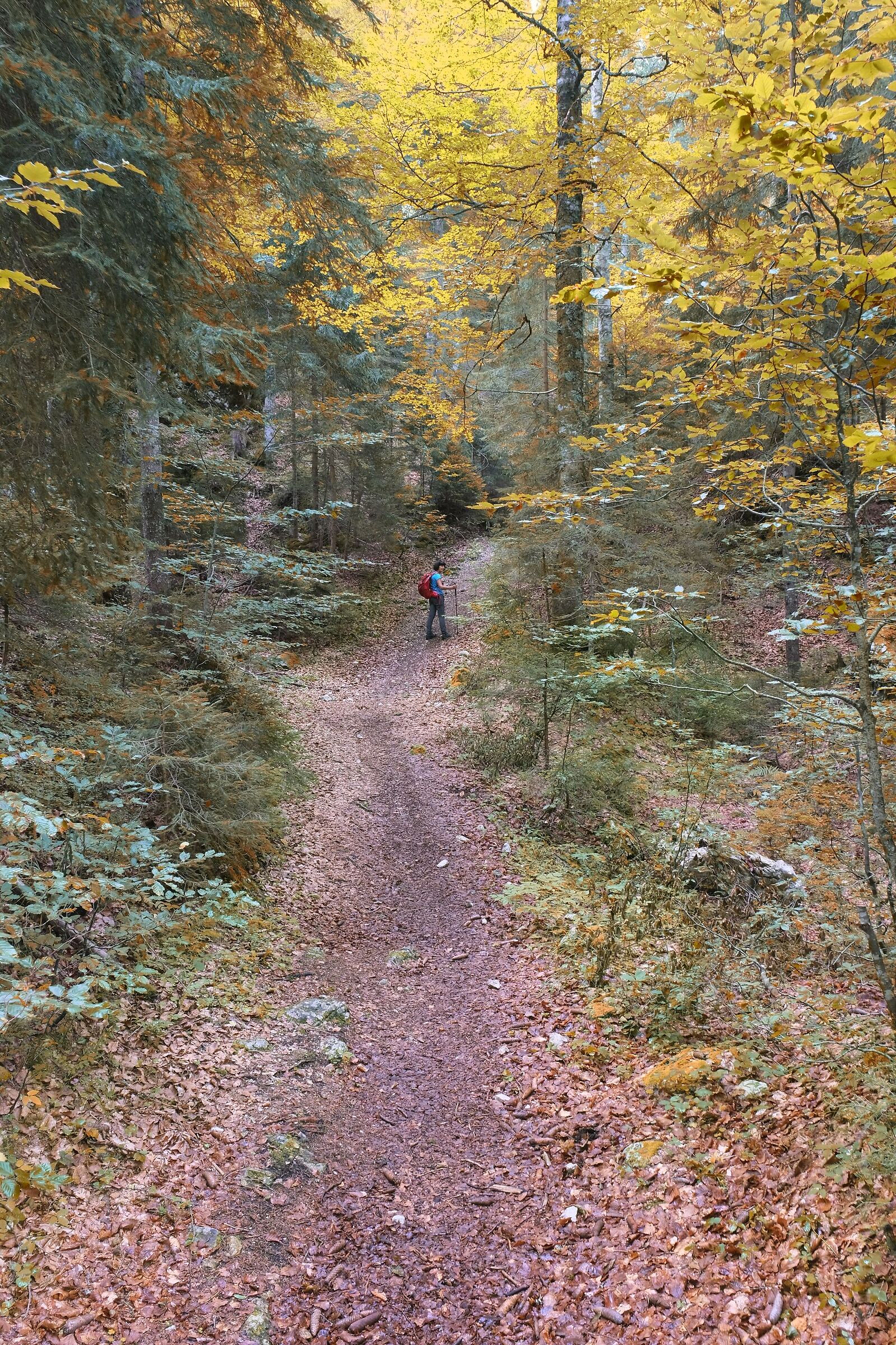 In Val Saisera- Sentiero degli alberi di risonanza