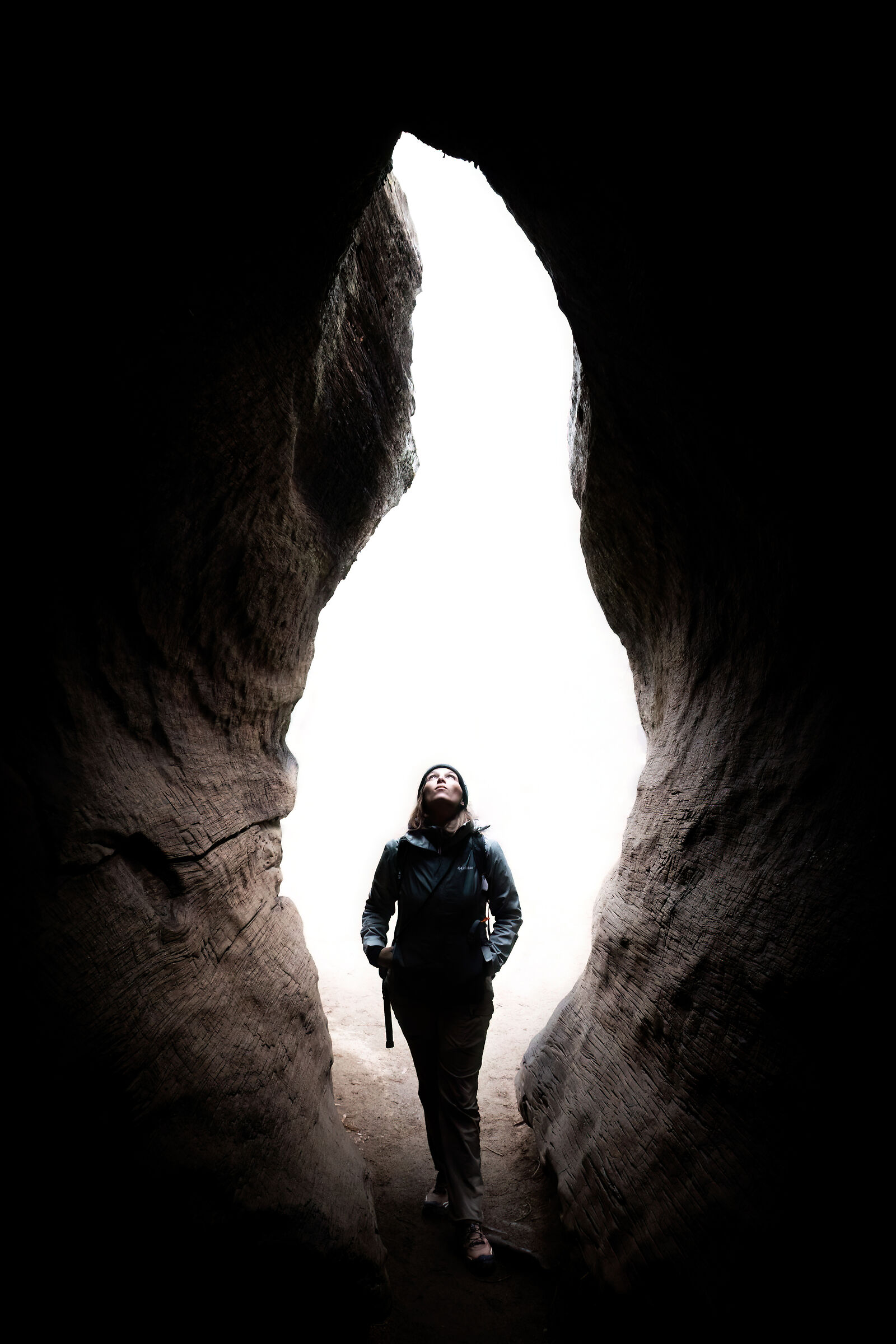 Una fiamma dentro la sequoia