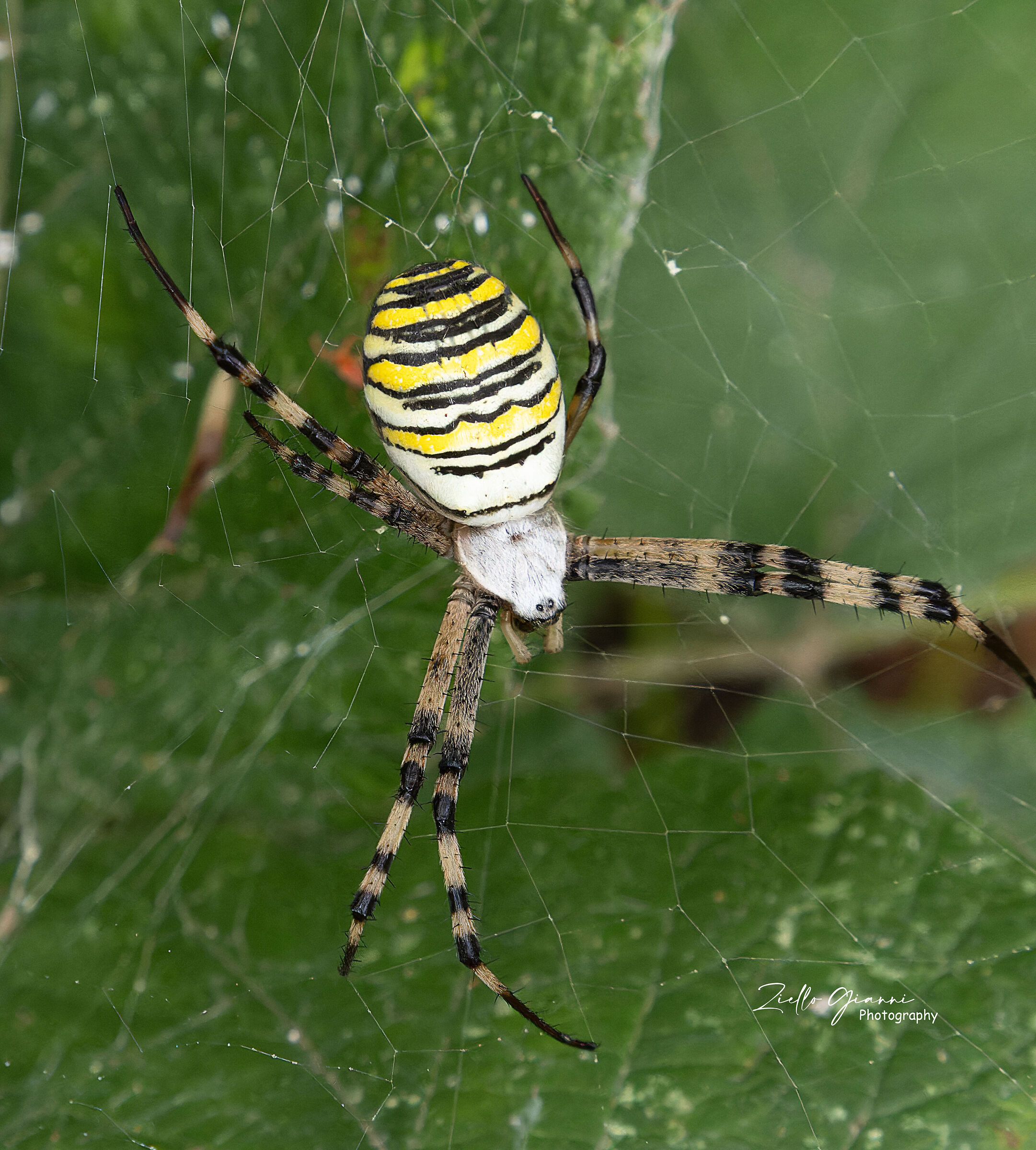 Wasp spider