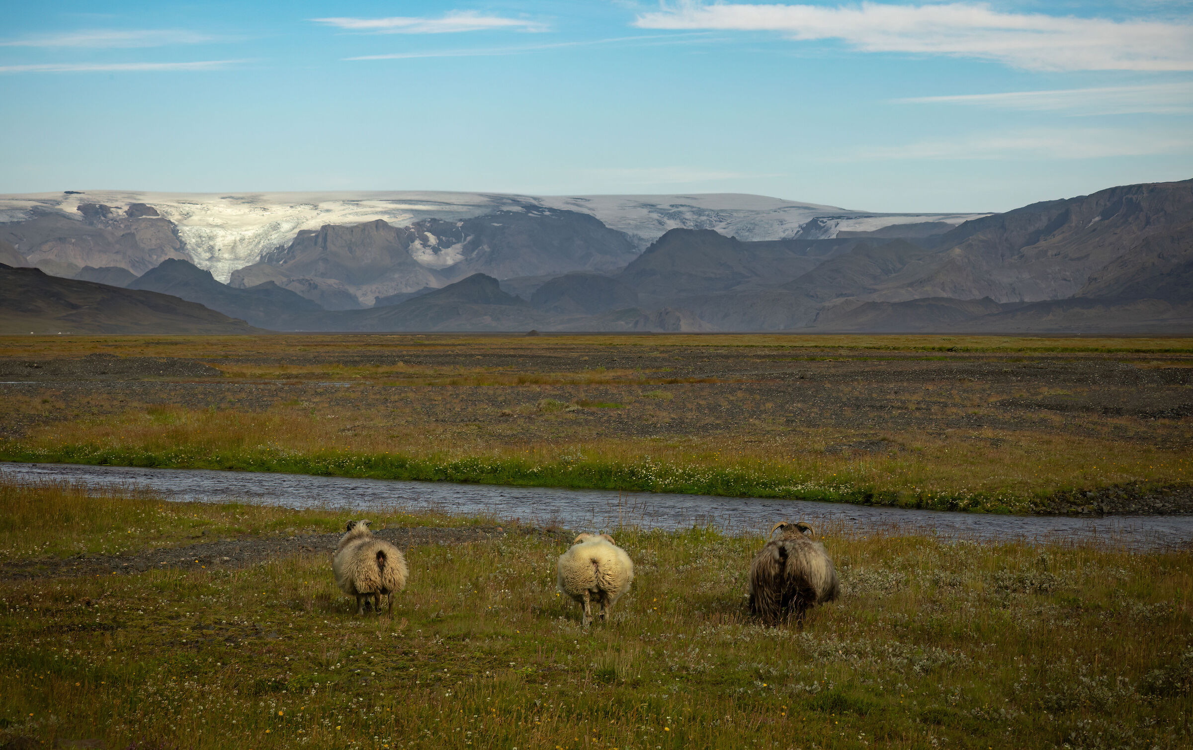 Icelandic sheep always in three
