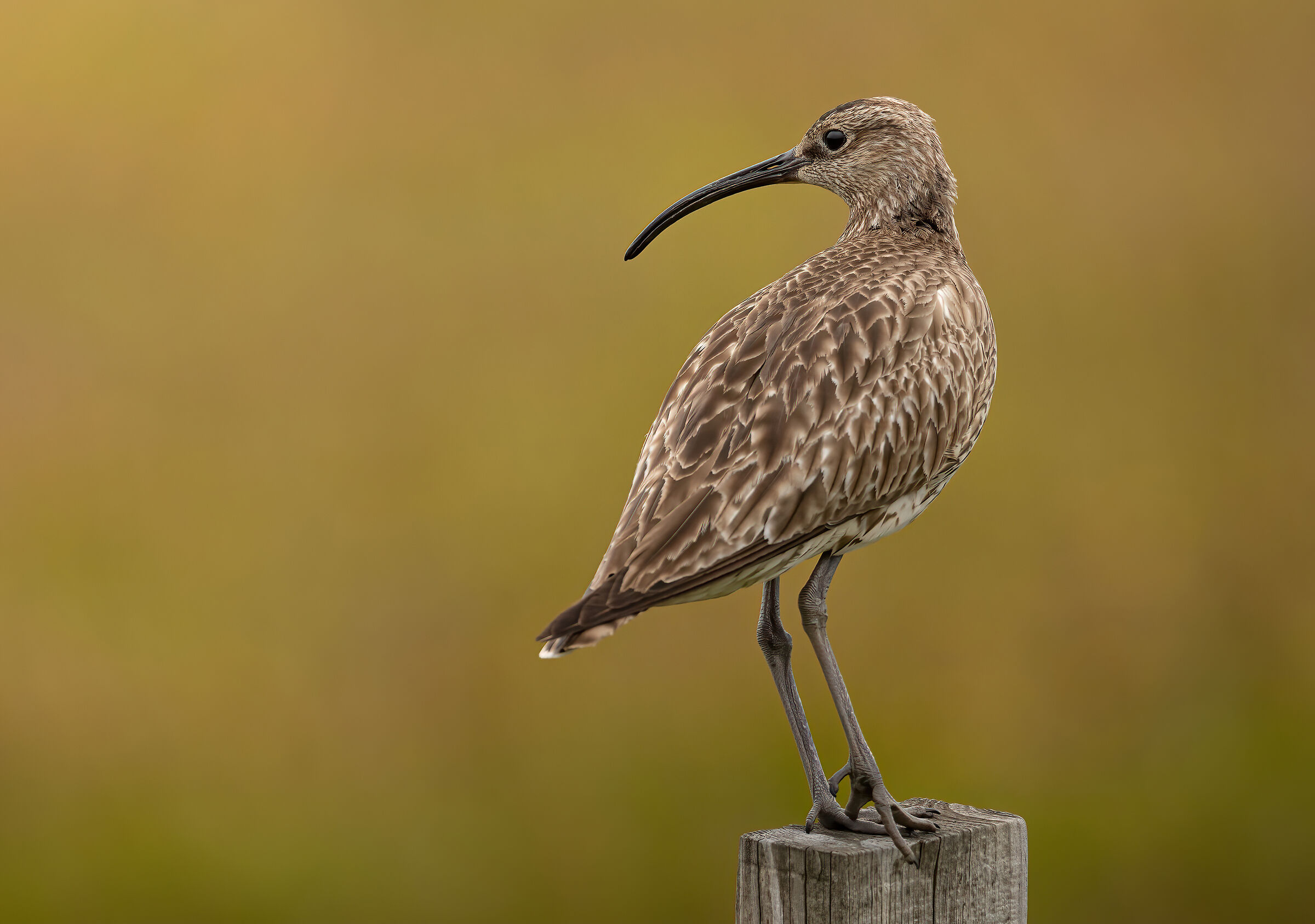 Lookout curlew