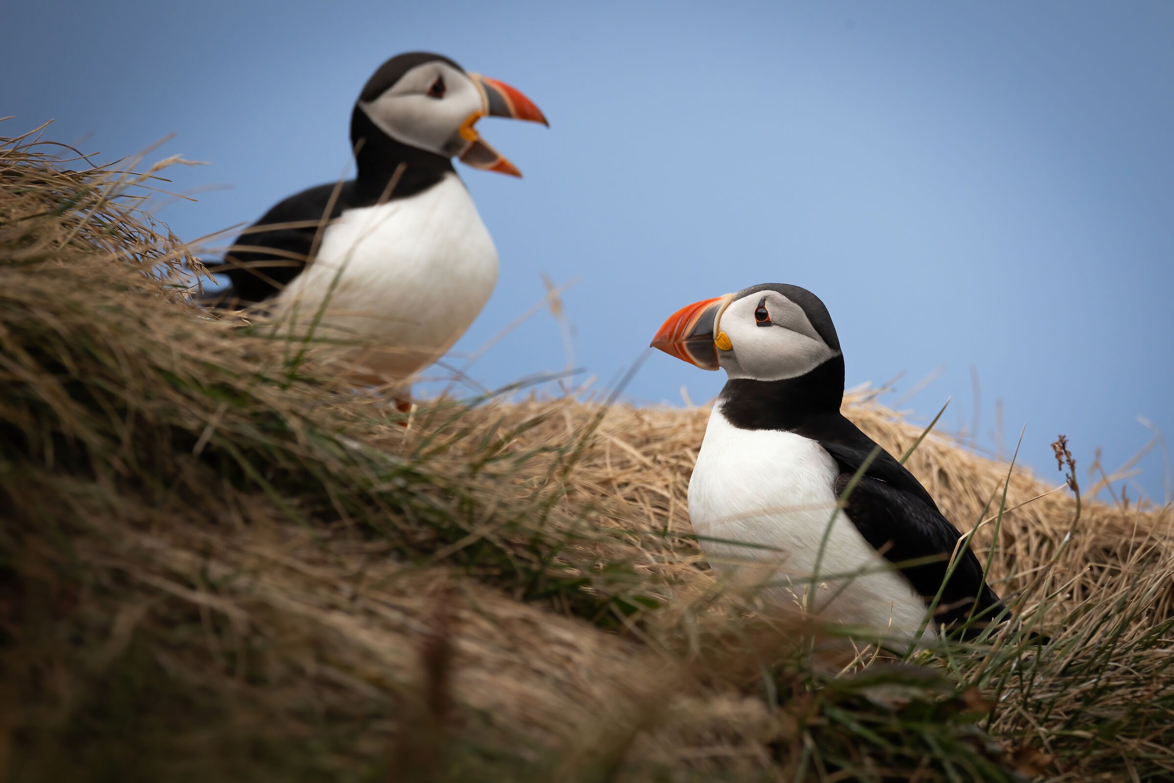 On the cliffs of Dyrholaey