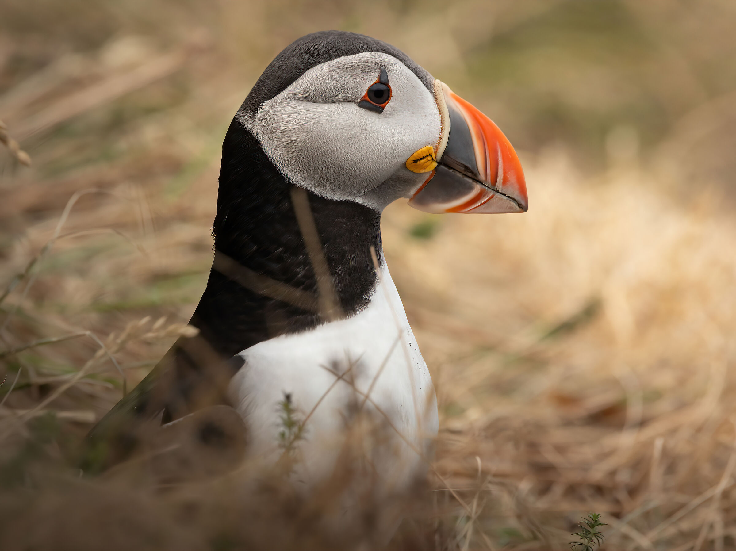 Portrait of Puffin