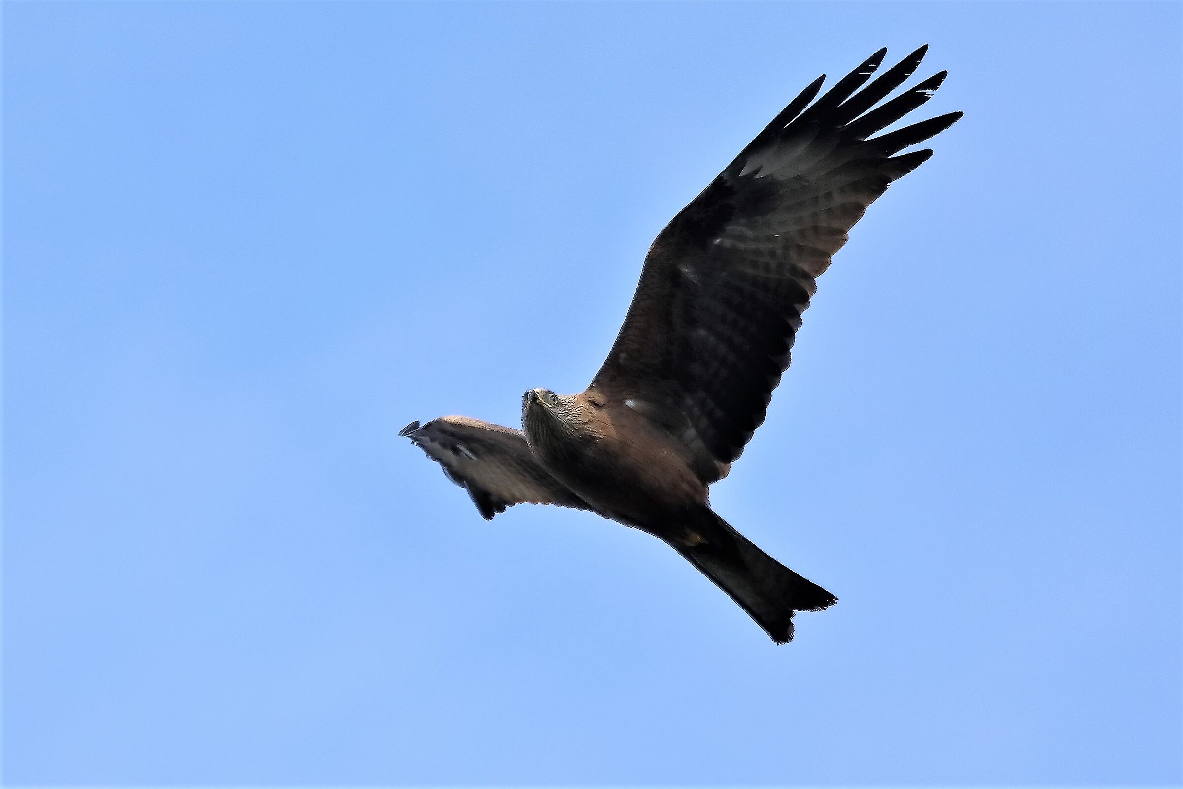 Nibbio bruno 06-04-2023