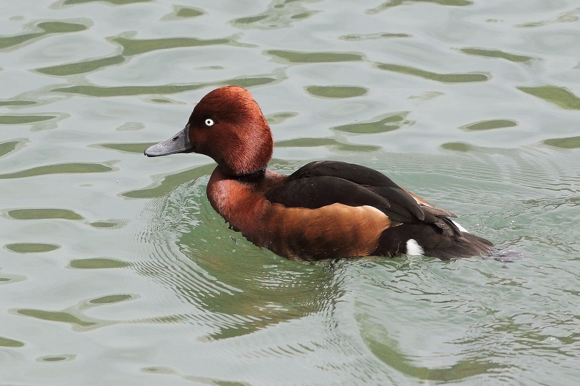 Moretta tabaccata 01 aprile 2023