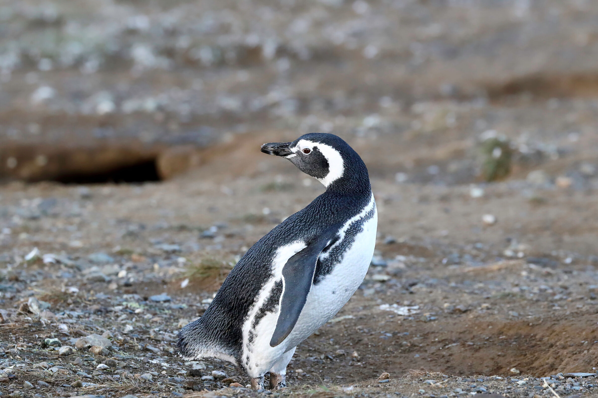 Magdalena Penguin Island