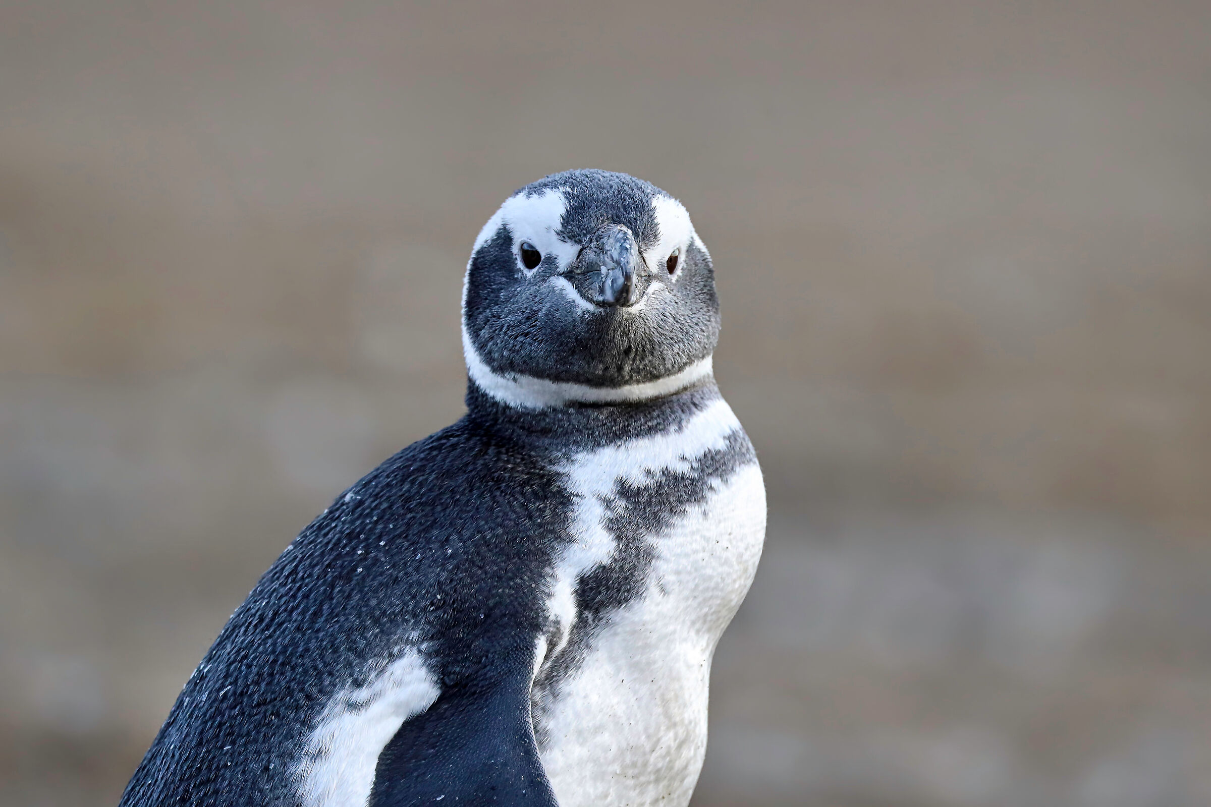 Magdalena Penguin Island