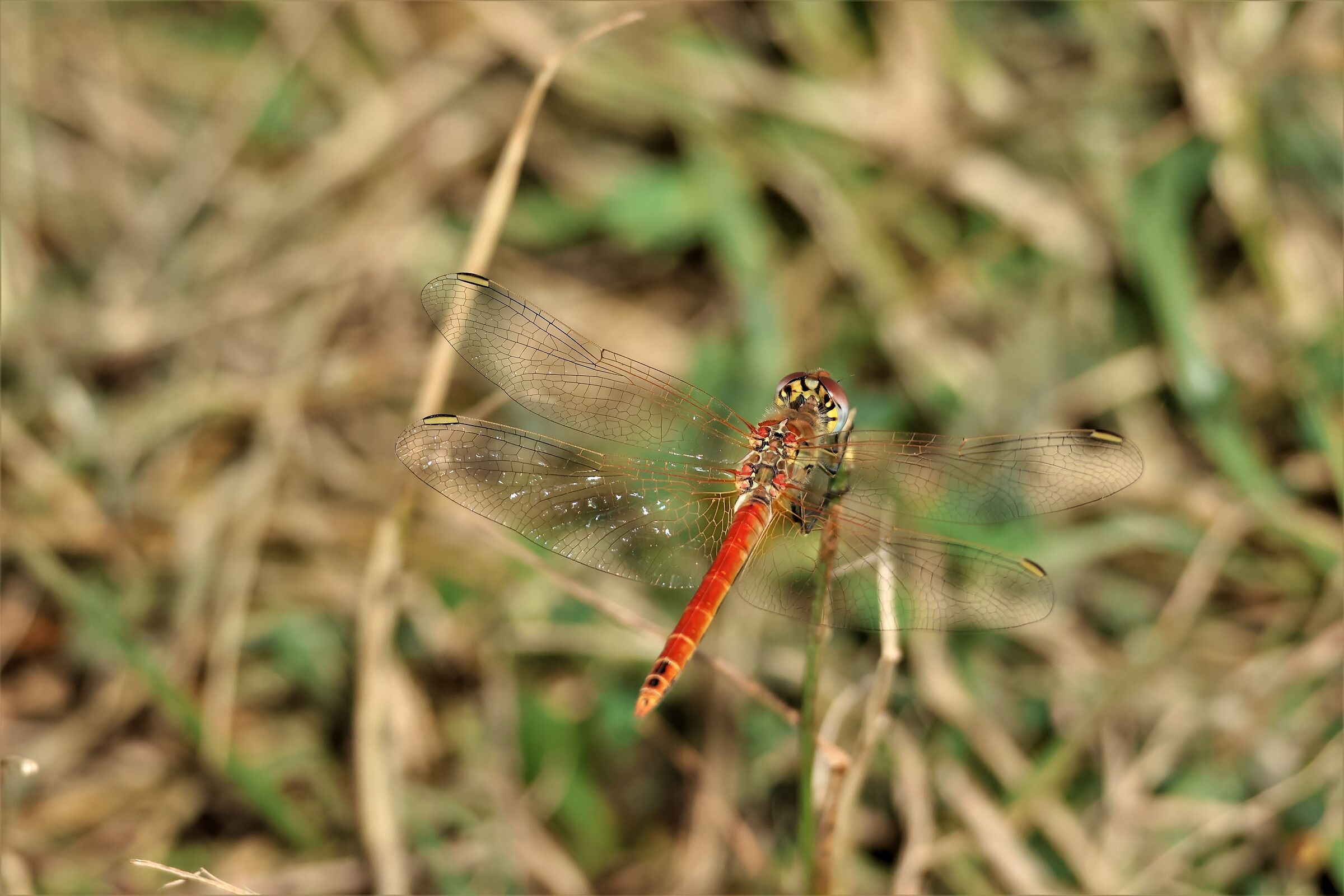 the perfection of the dragonfly...