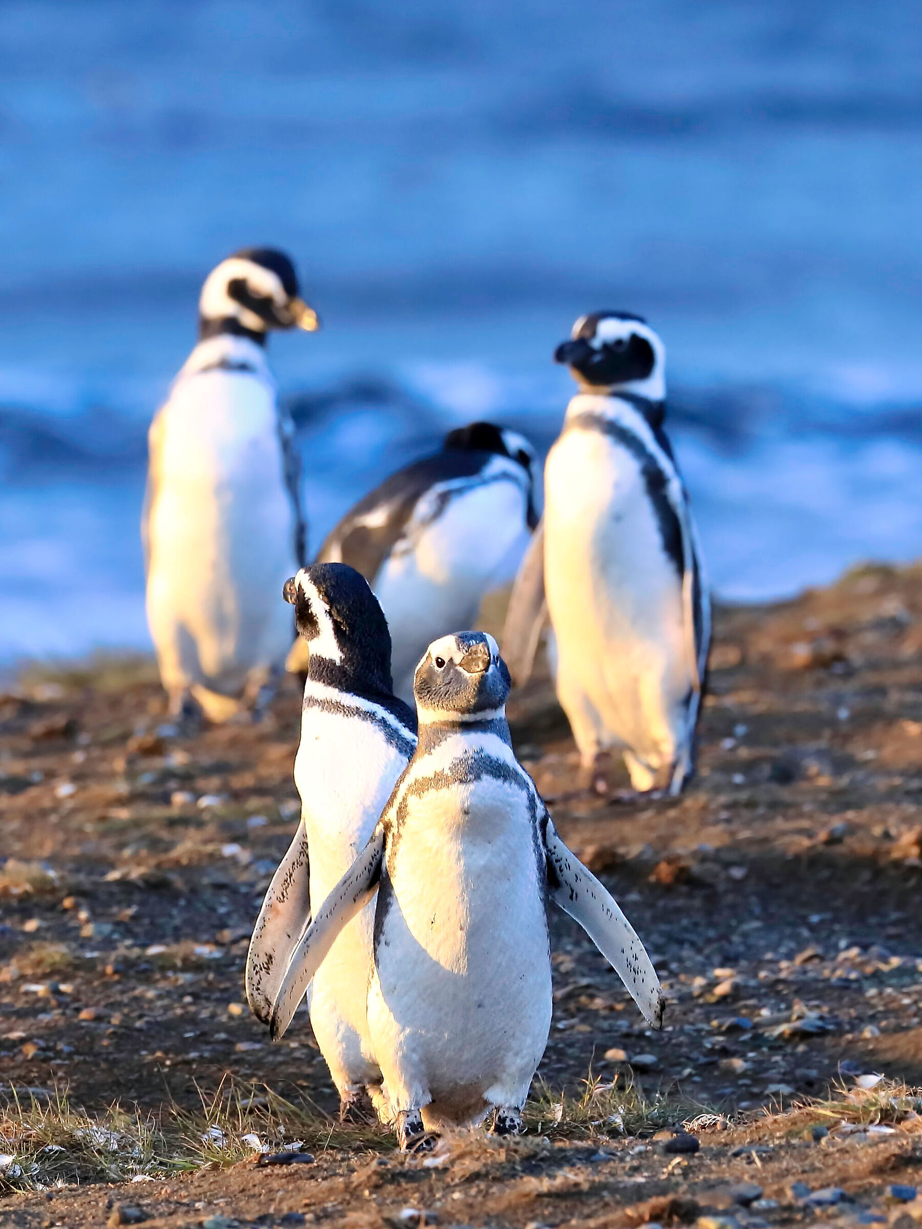 Magdalena Penguin Island