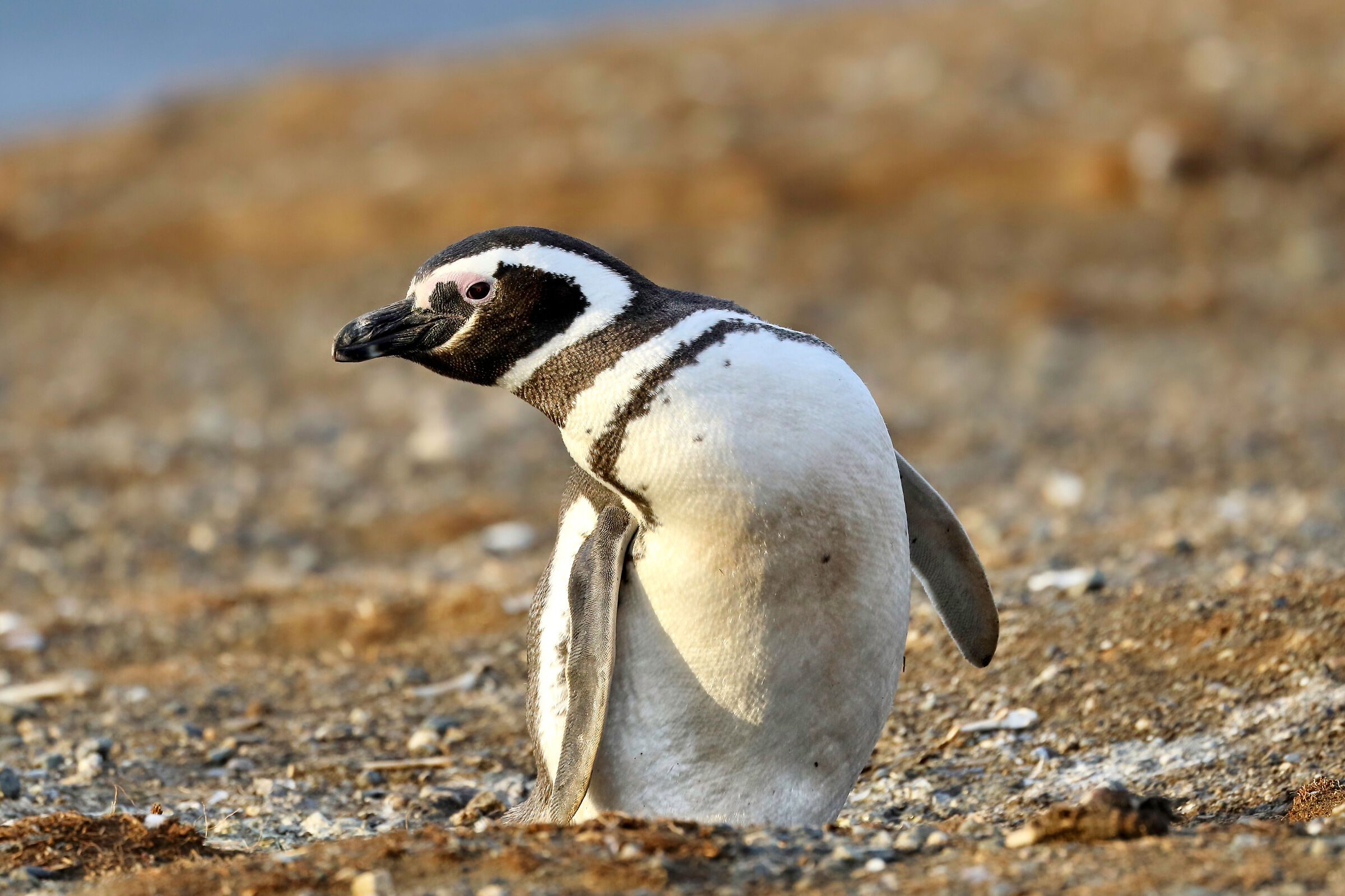 Magdalena Penguin Island
