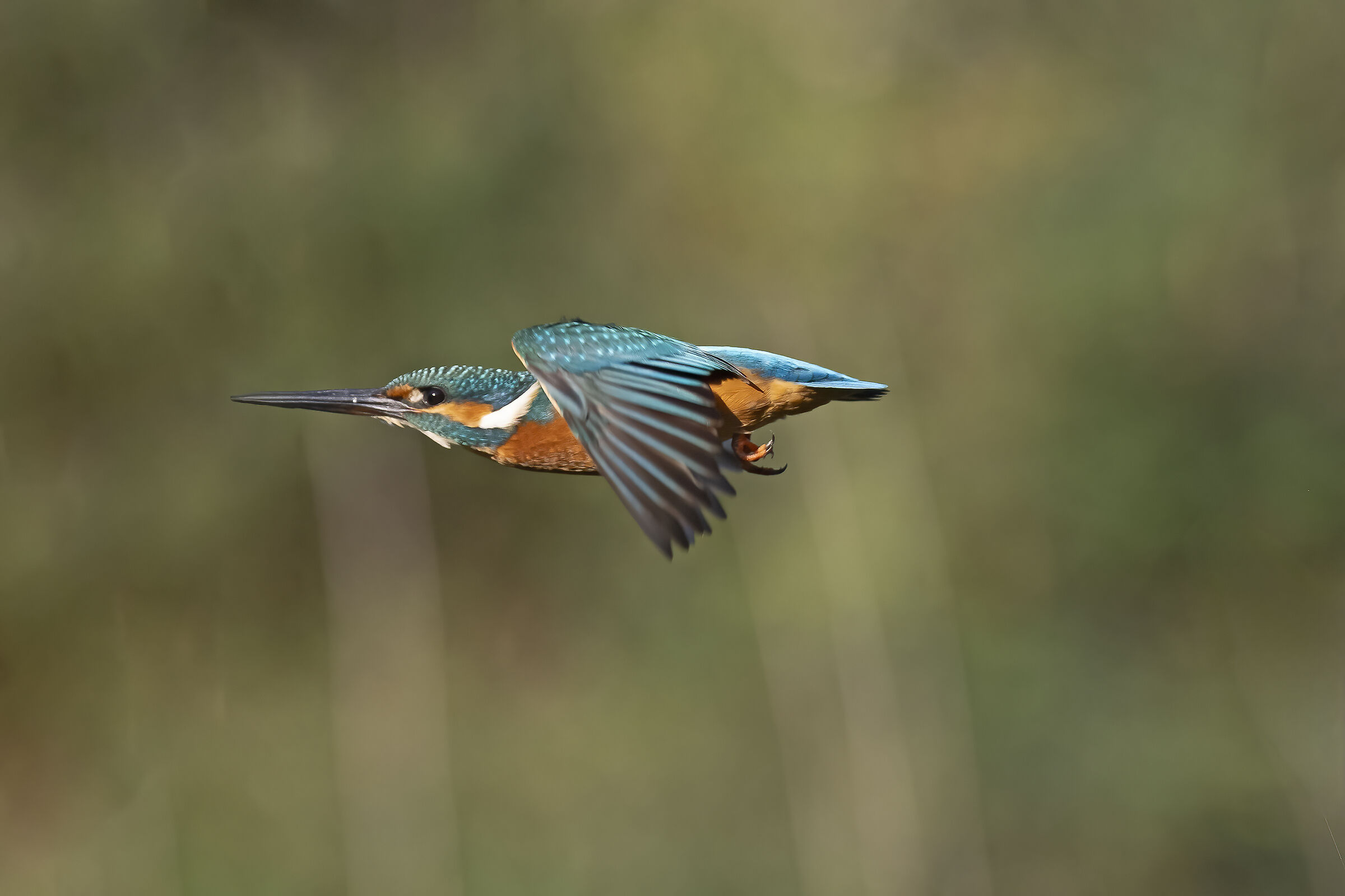 in Volo