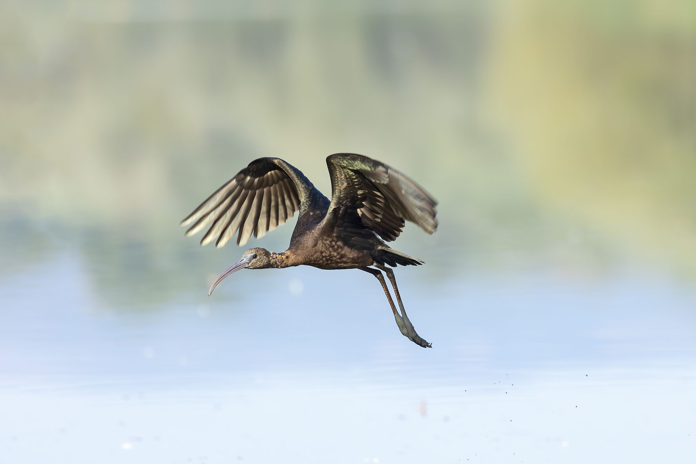 Glossy Juv. in flight