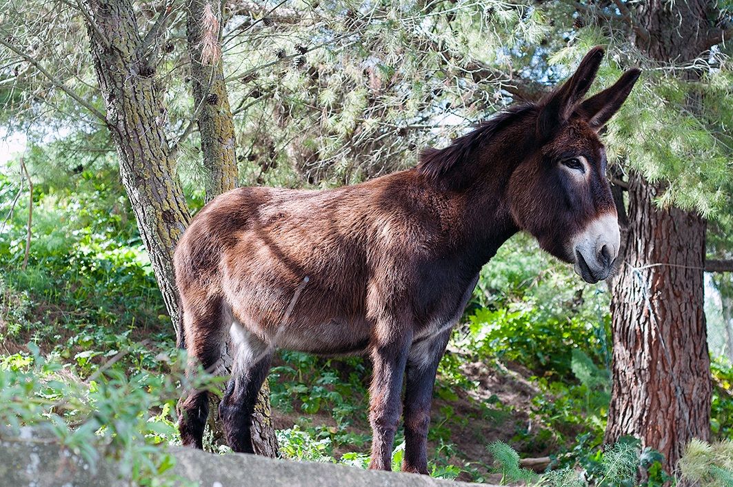 The beauty of the donkey
