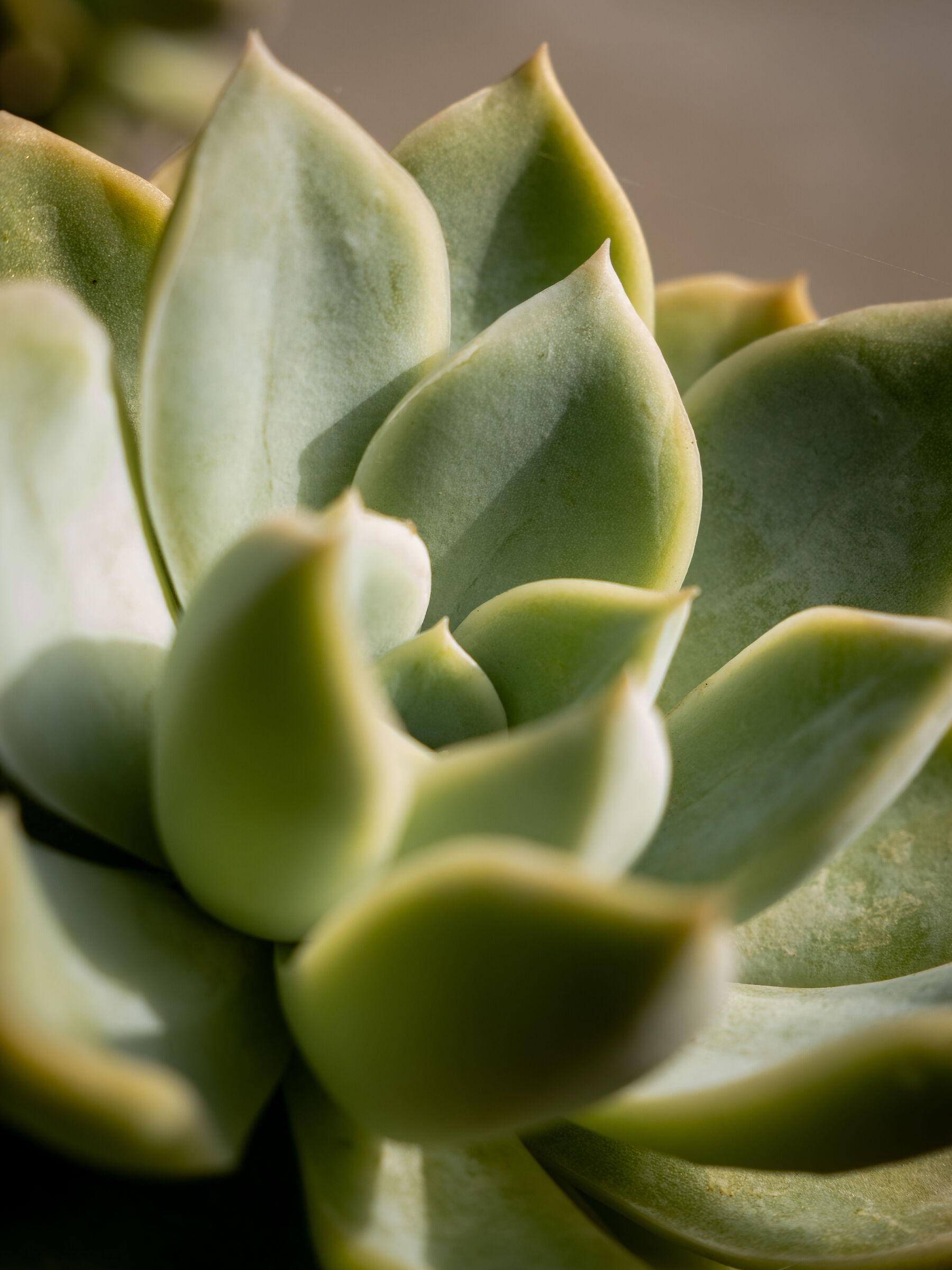 Succulent plant