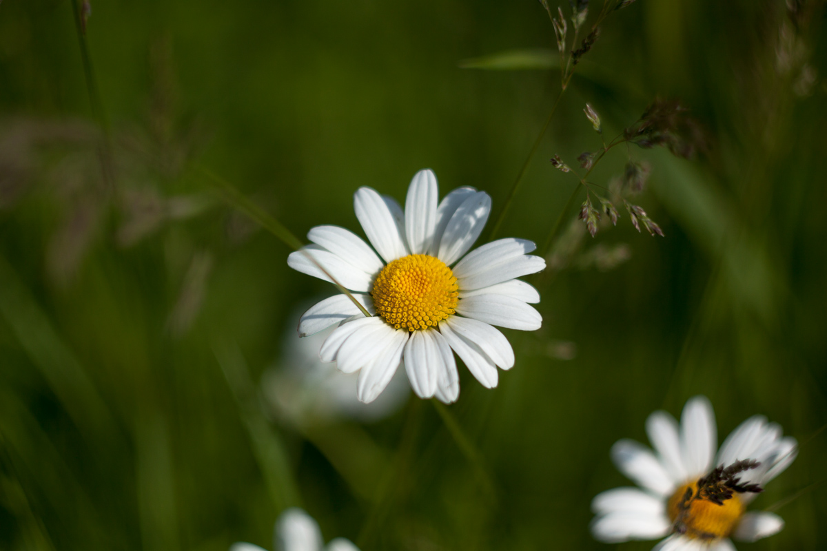 Prima prova Helios 44