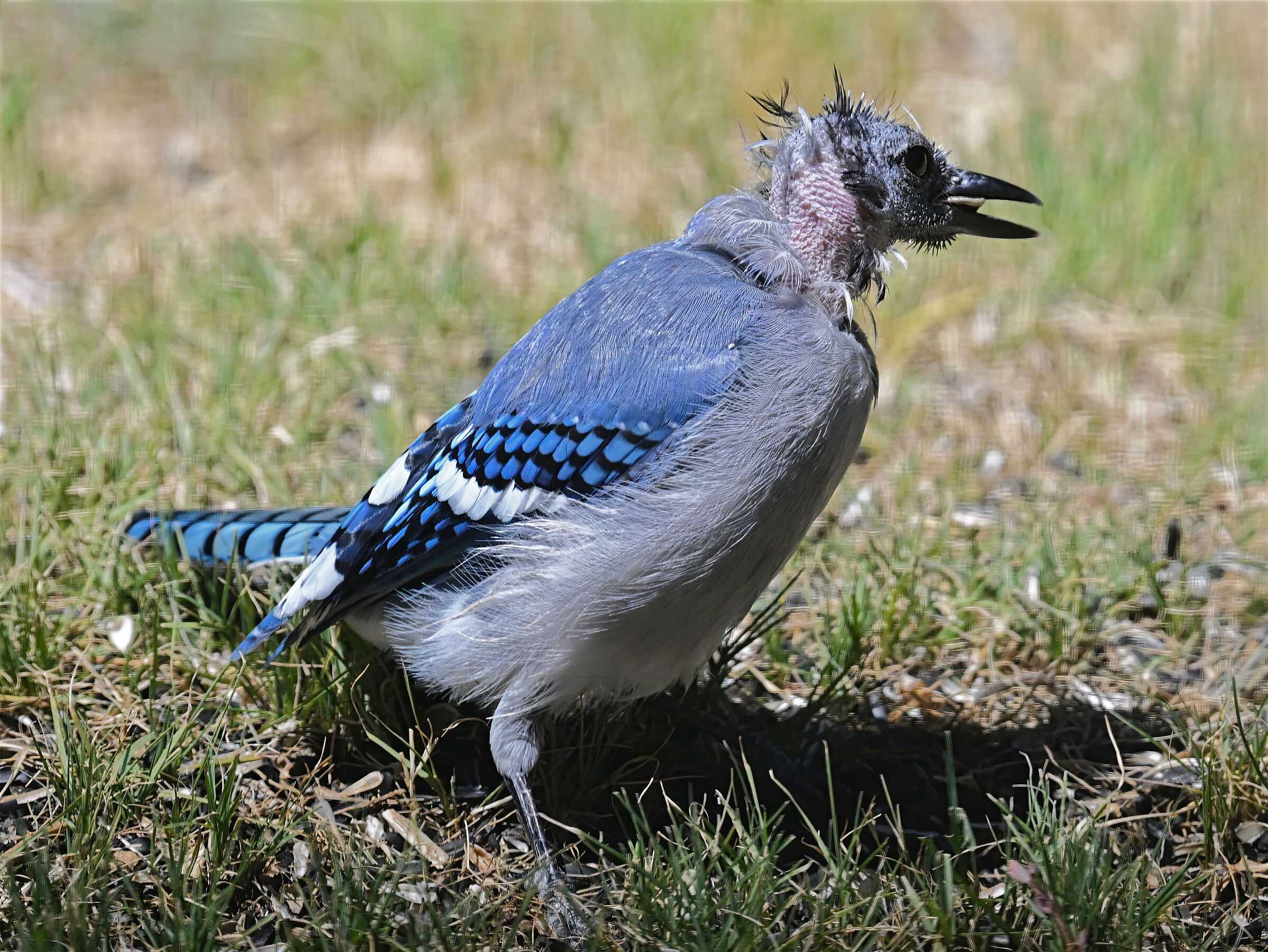Cosa è successo con l'uccello?