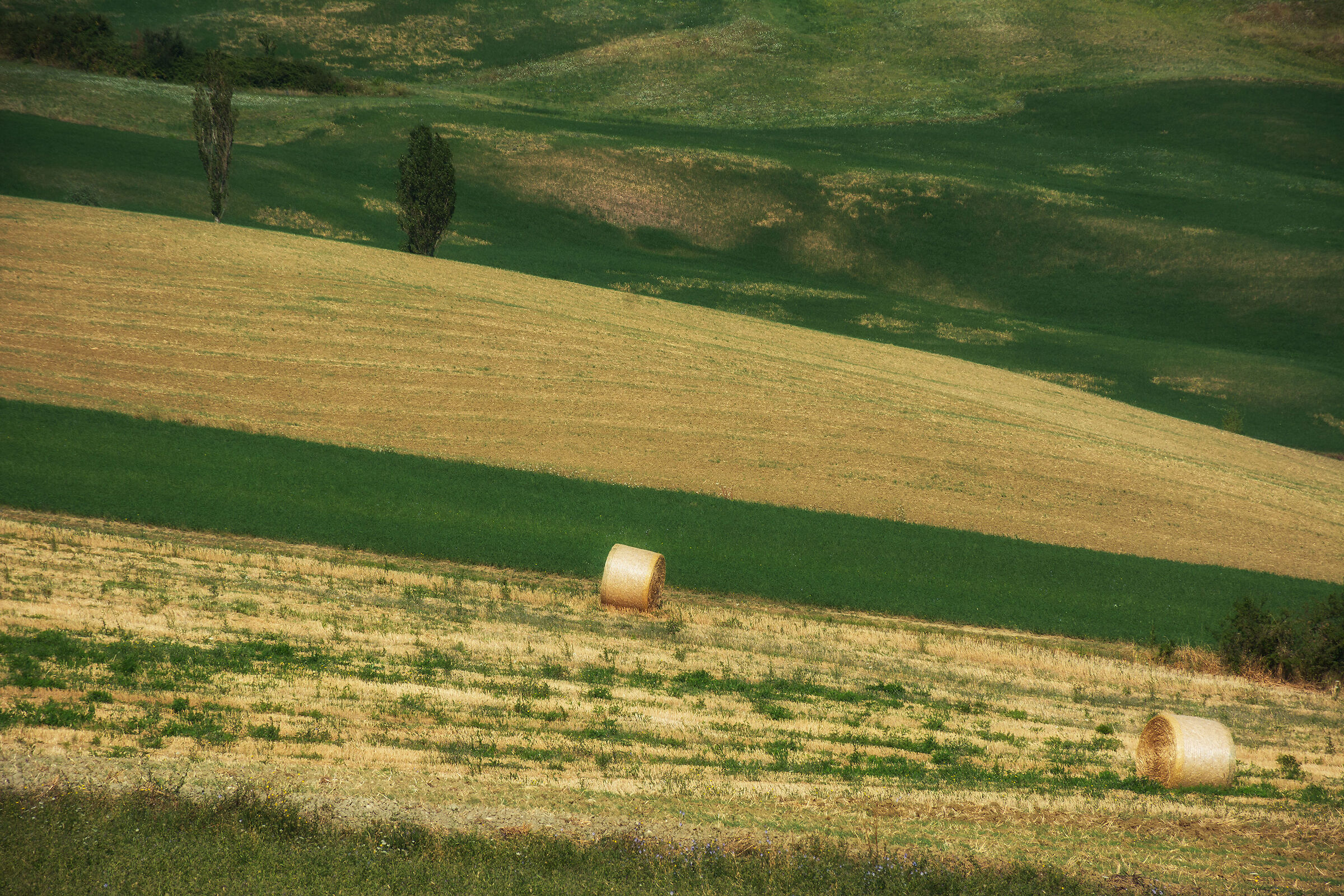 Colline marchigiane
