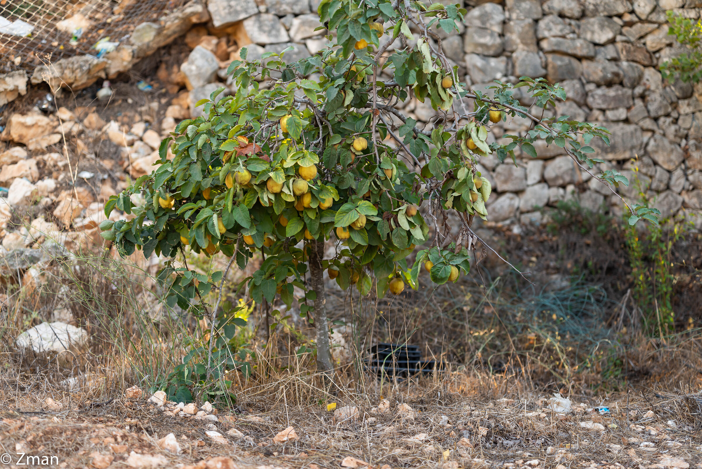 L'albero di mele cotogne