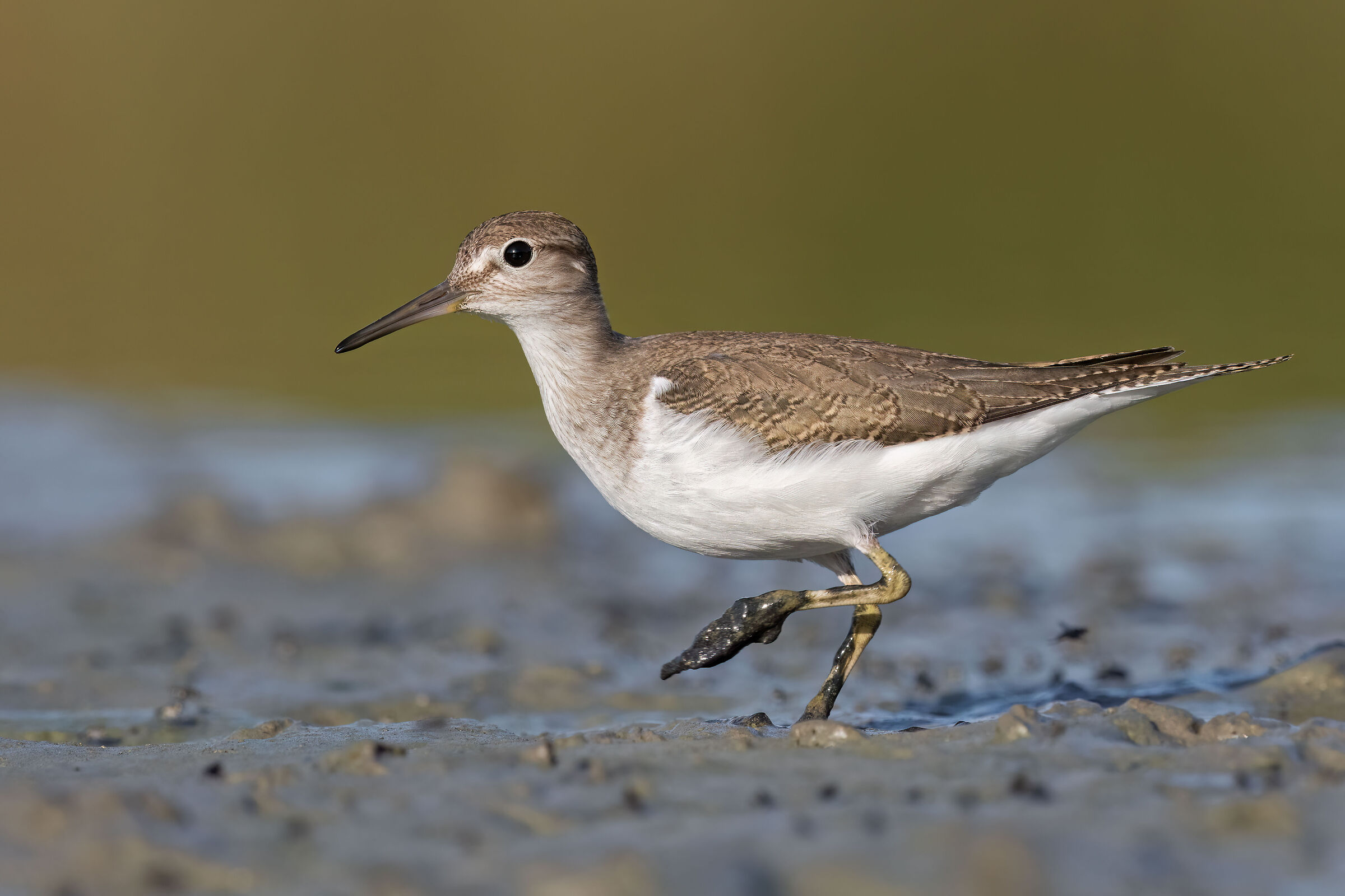 Sandpiper small sandpiper