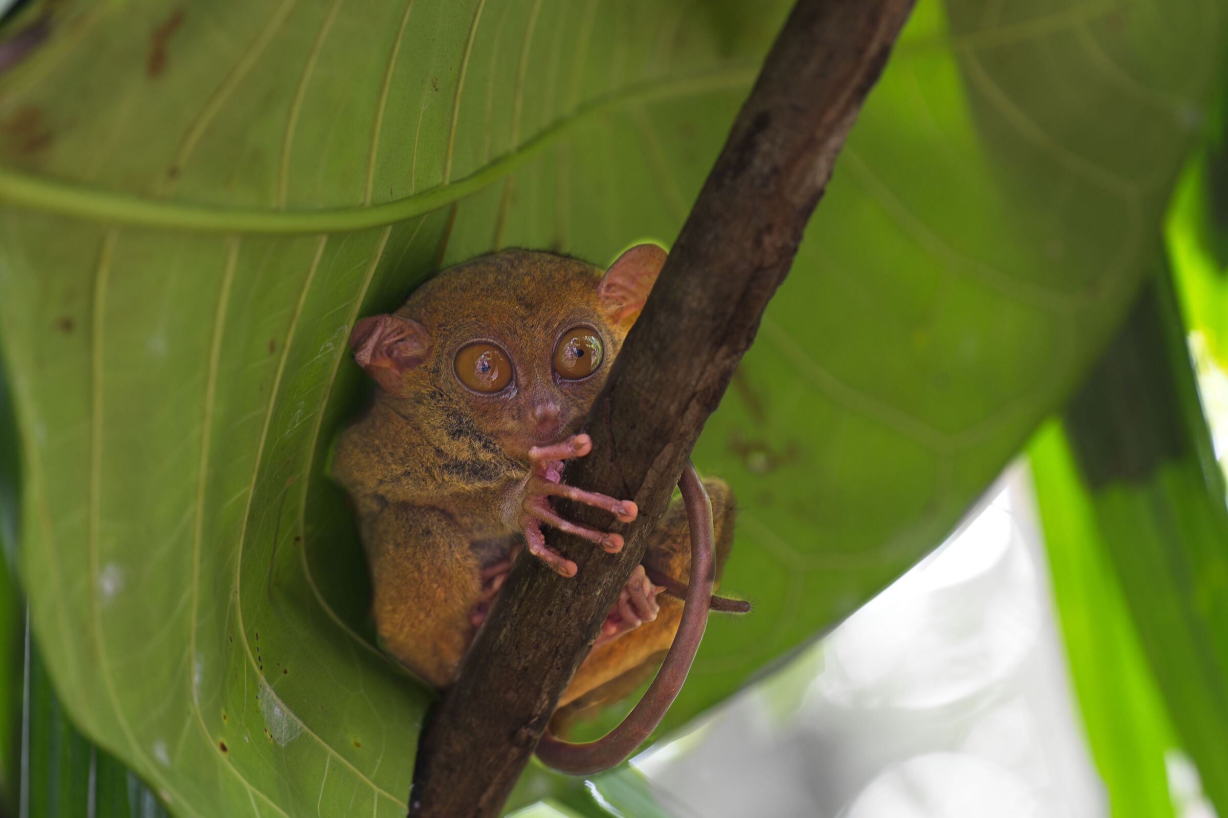 Philippine Tarsier Sanctuary
