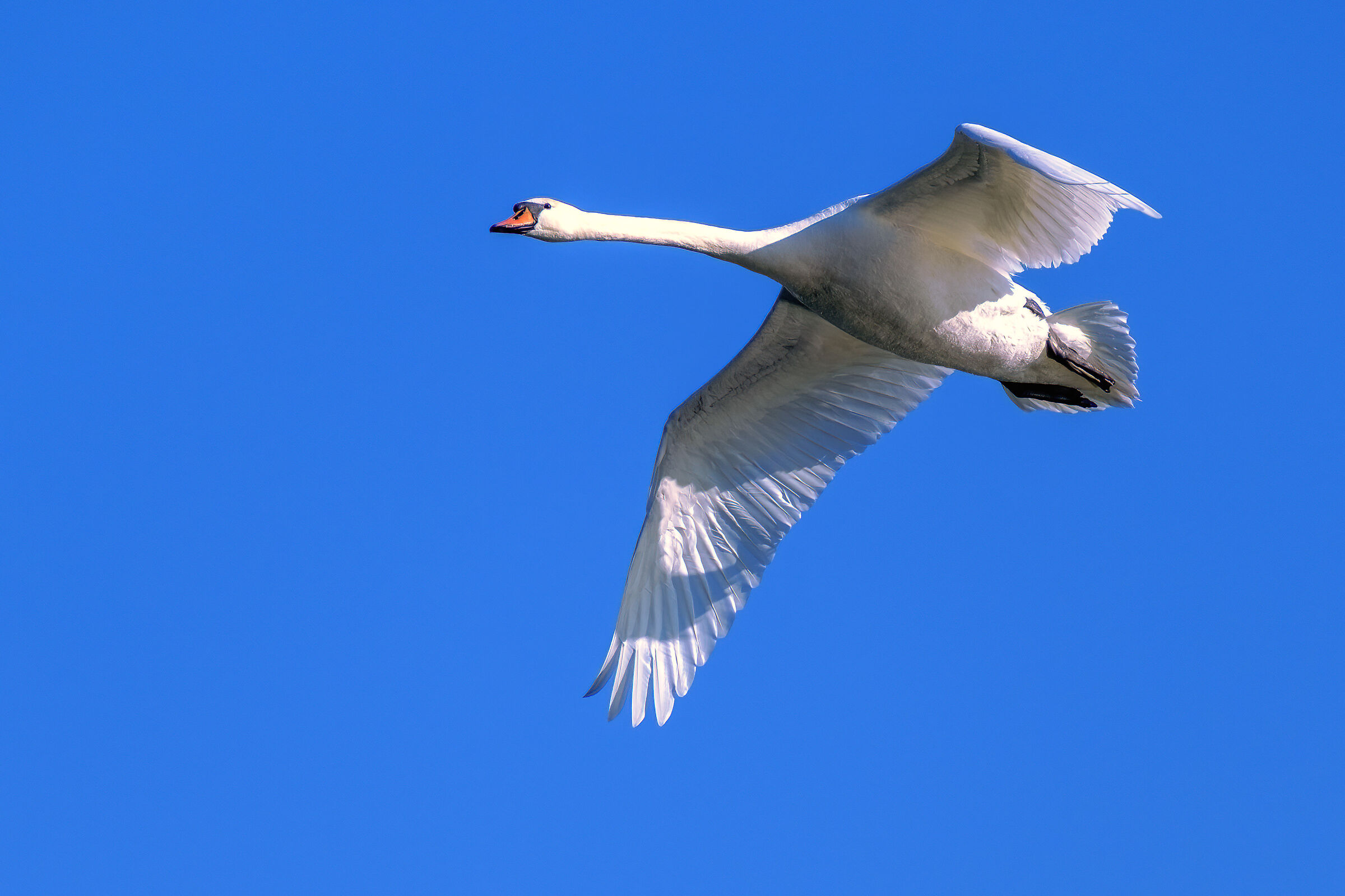 Ma il cielo è sempre più blu