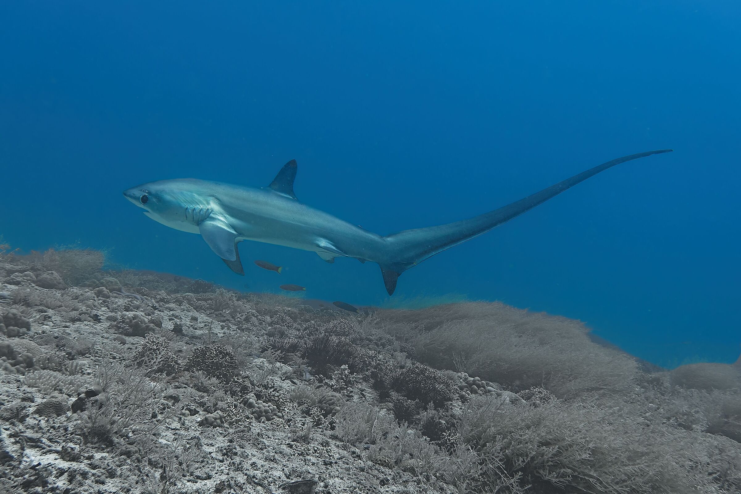 Thresher shark (Malapascua Philippines)