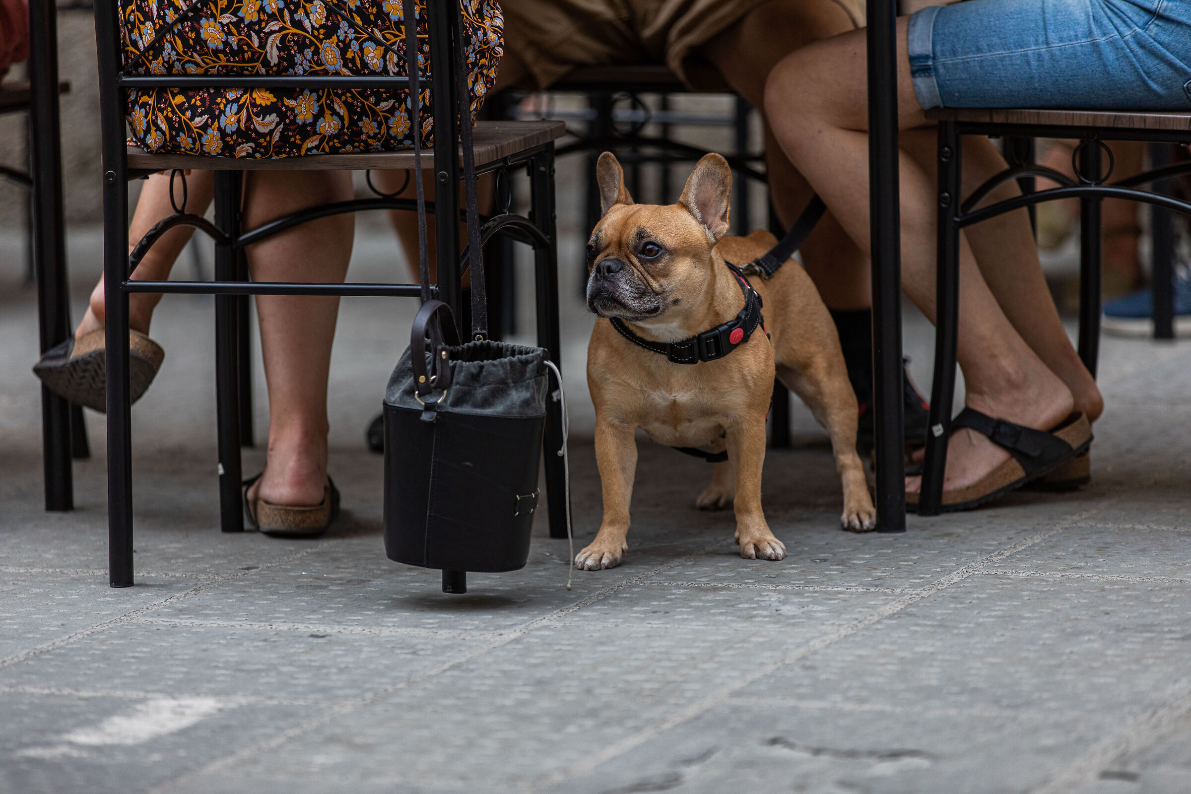 Thinking of Elliot Erwitt