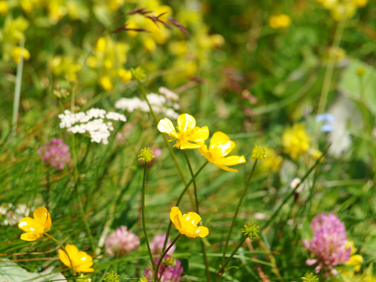 Mountain flowers