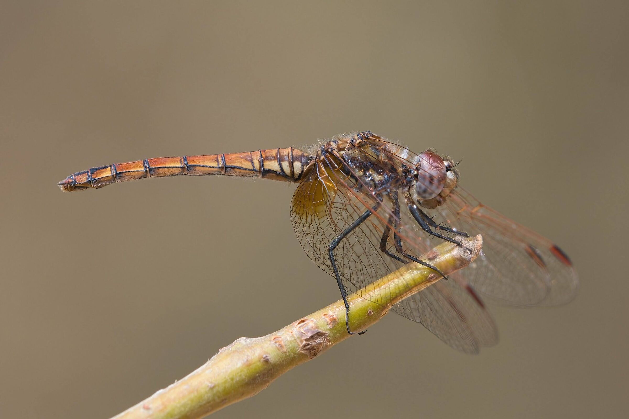 Trithemis annulata