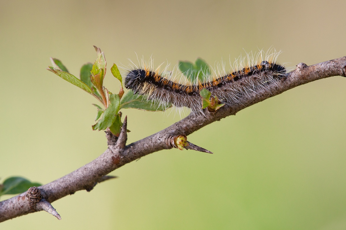 Bruco di Aporia crataegi