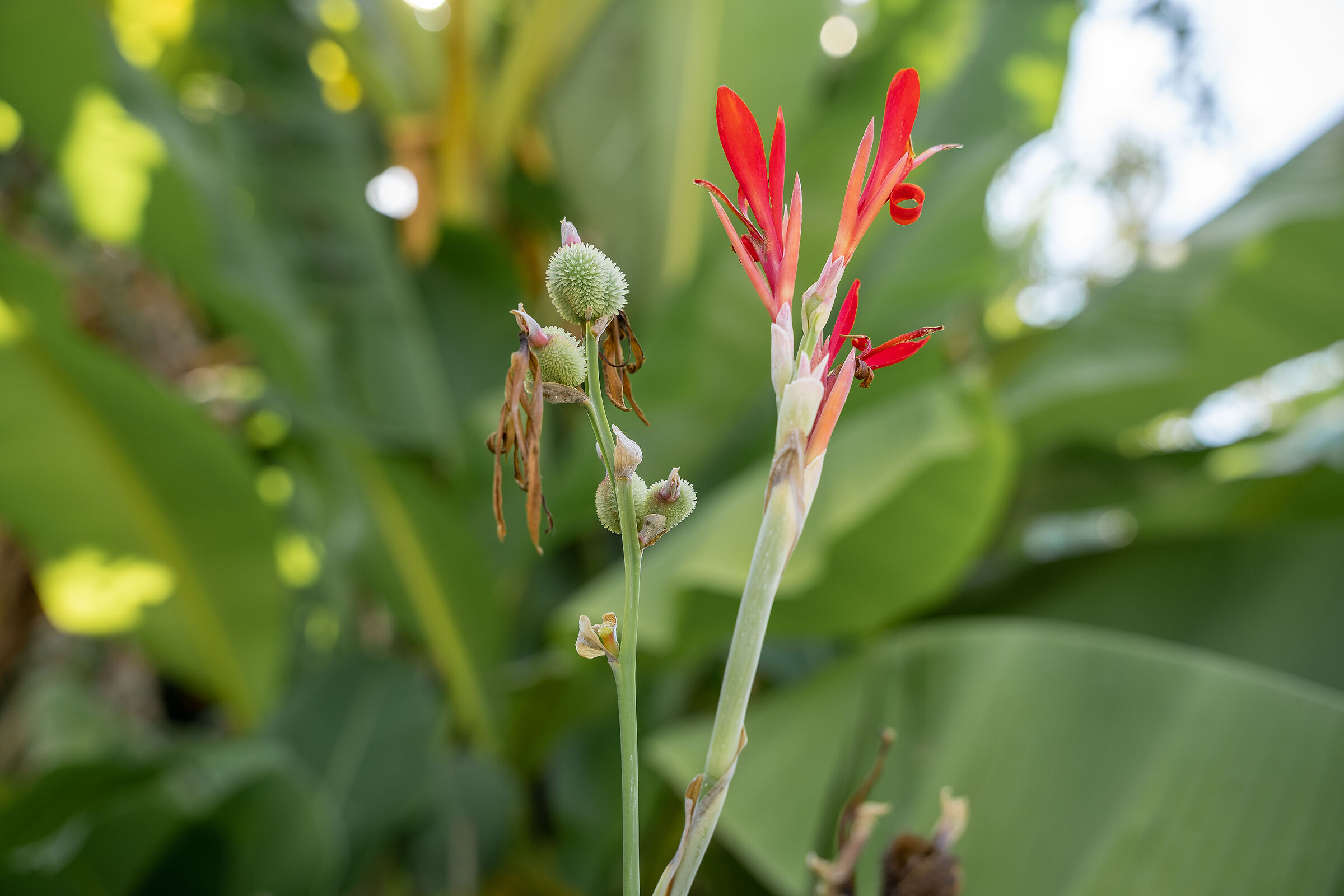 Fiore rosso