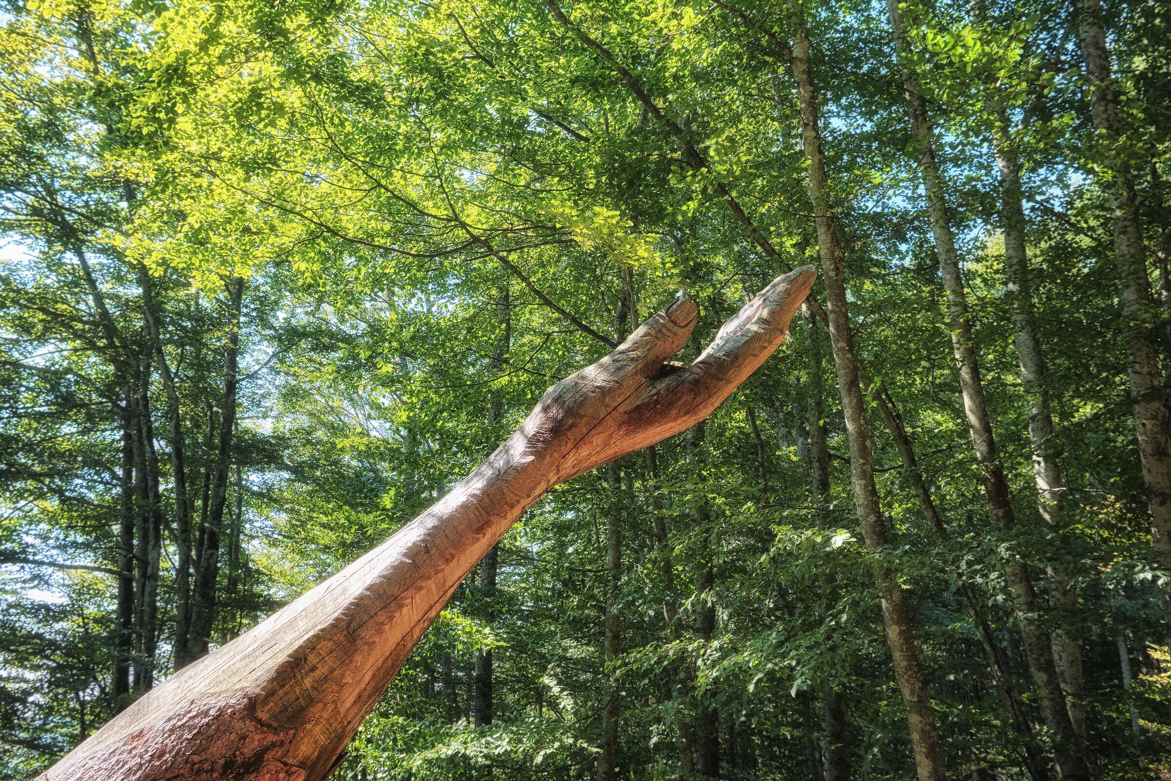 A hand towards Nature