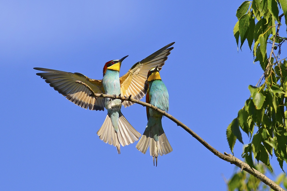 Bee-eaters
