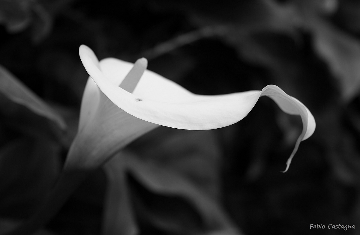 The Calla