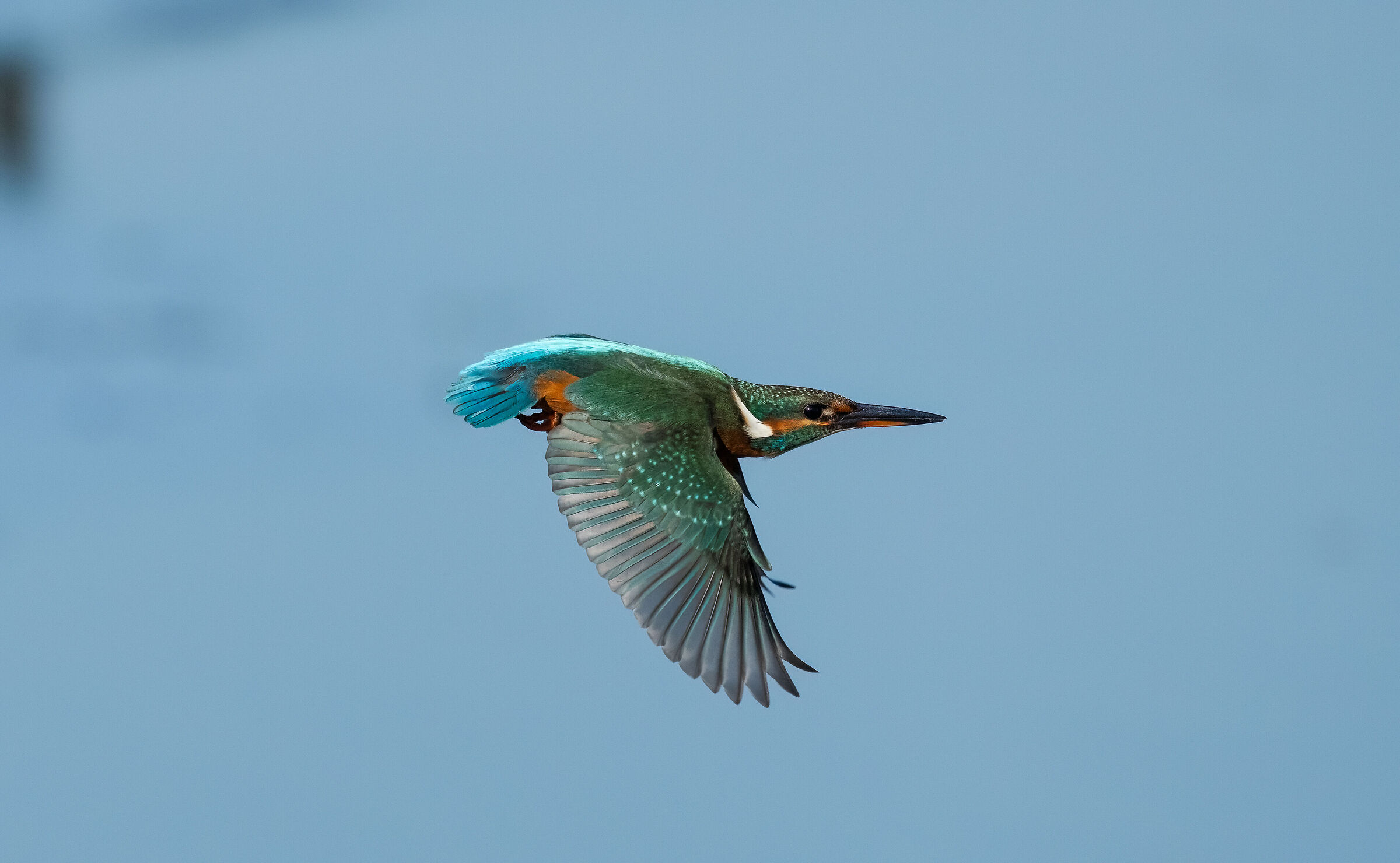 Alcedo atthis