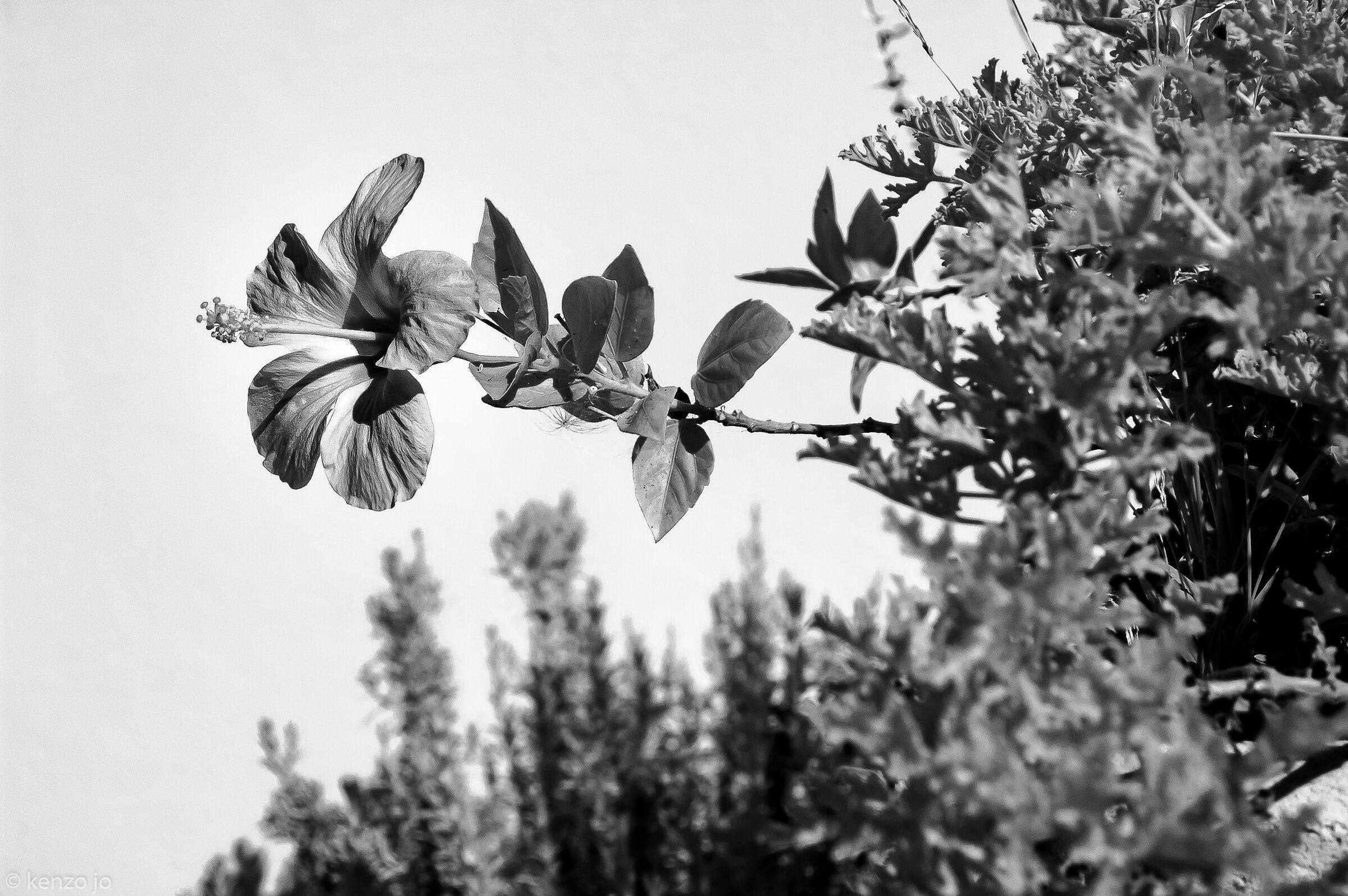 Hibiscus
