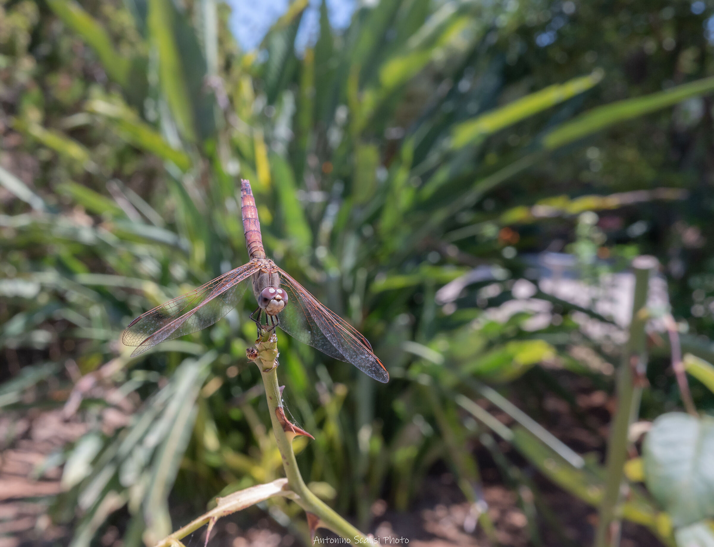 Libellula