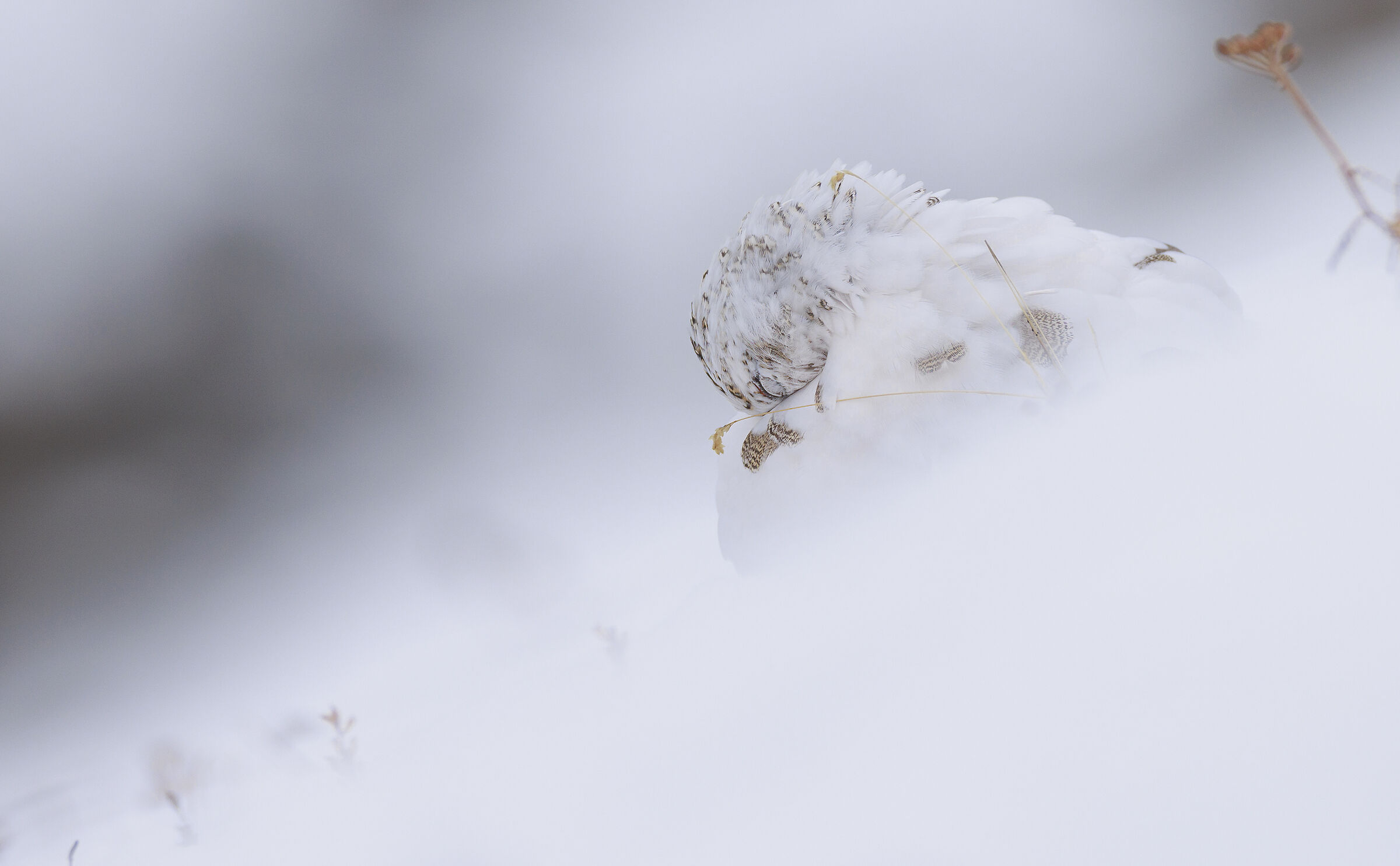 The harsh winter of the ptarmigan's