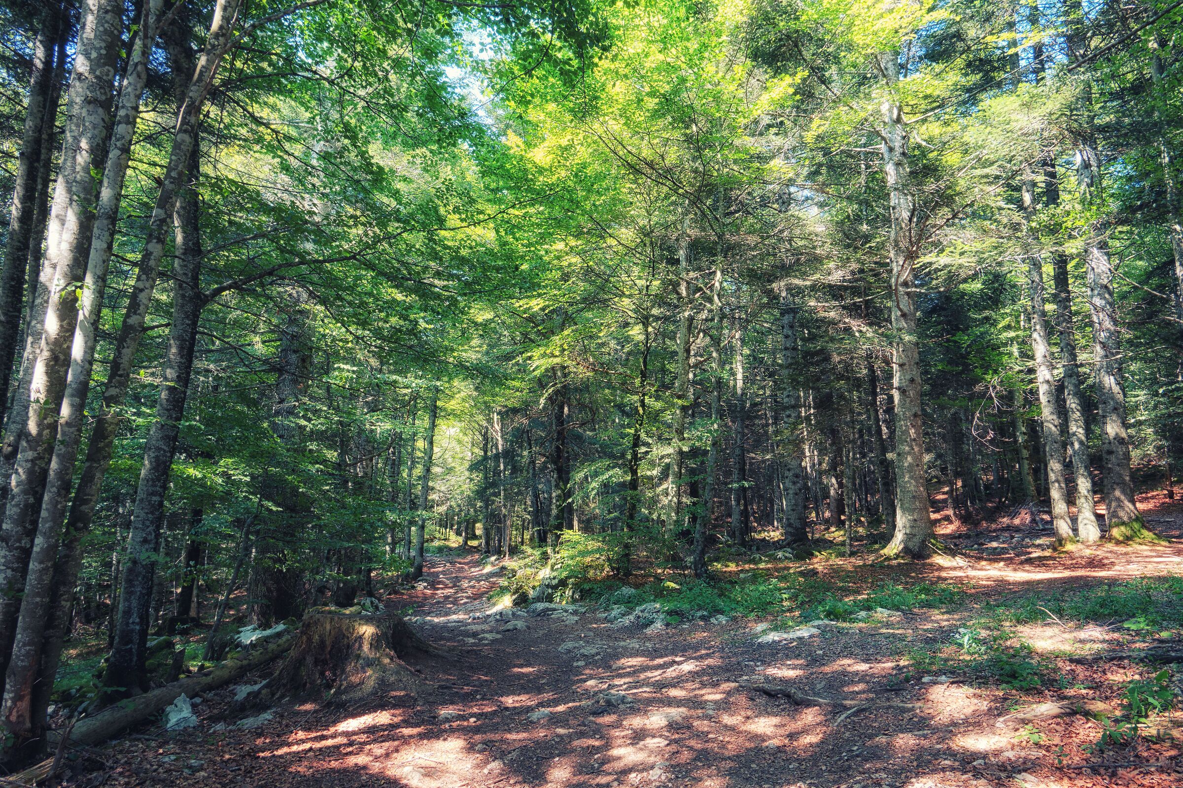 Woods of the Asiago plateau