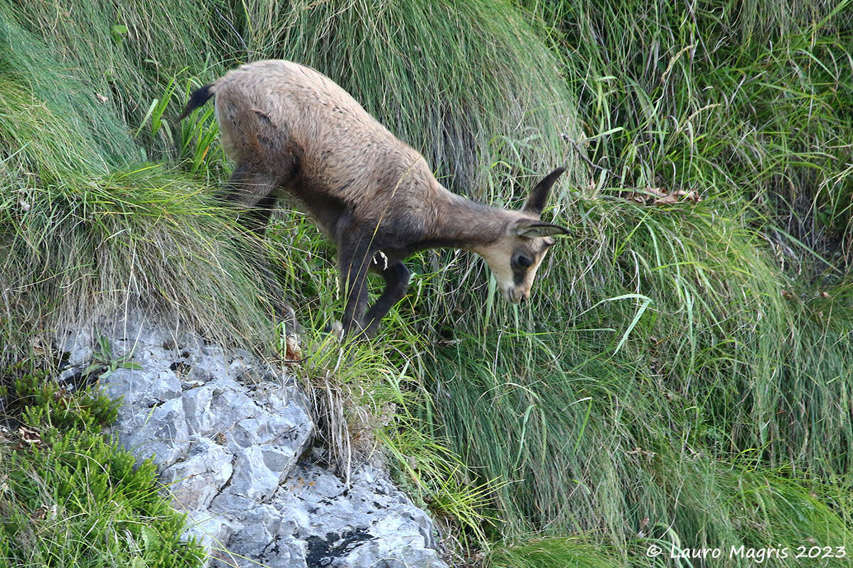 Passaggio controllato