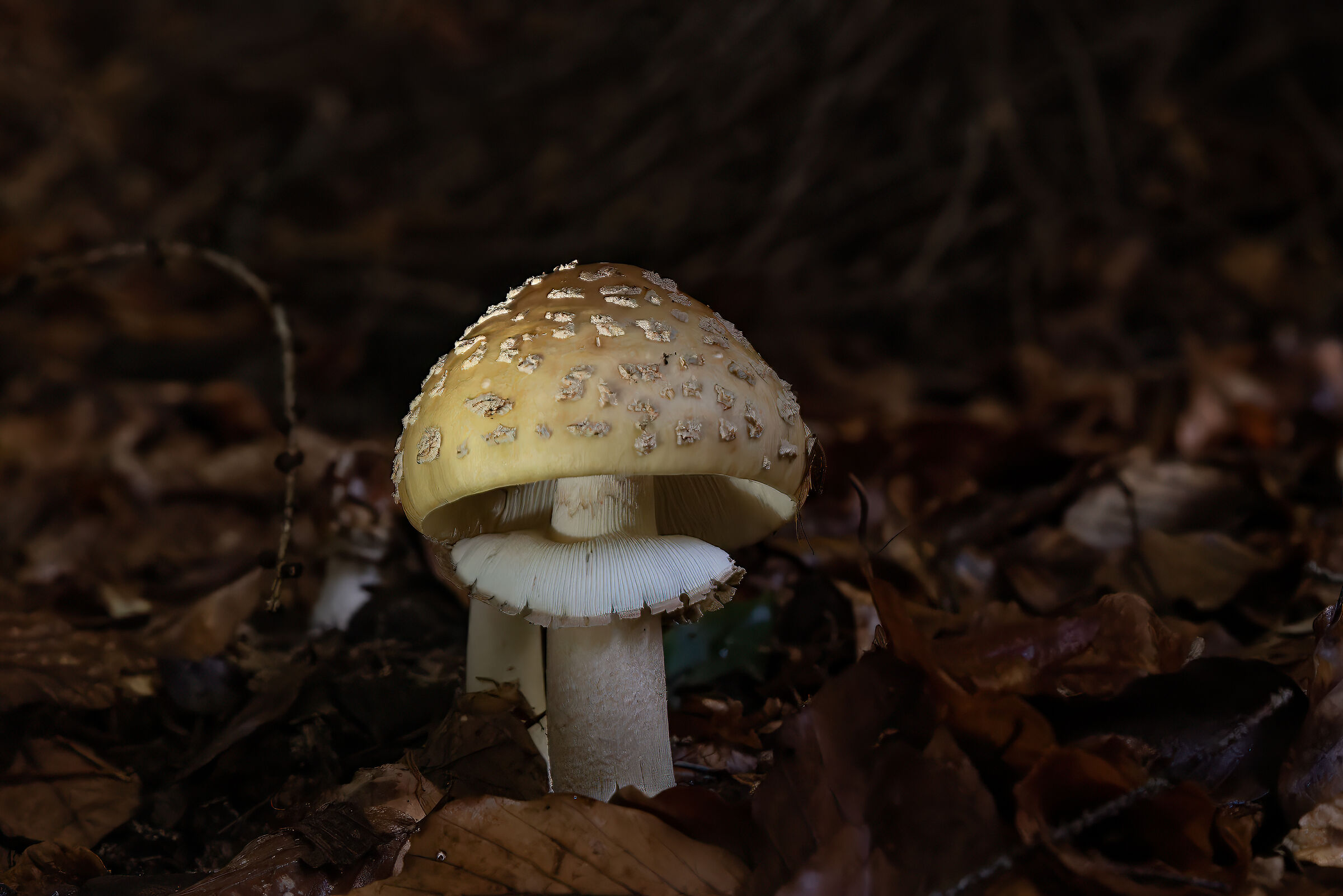 Amanita sbiadita