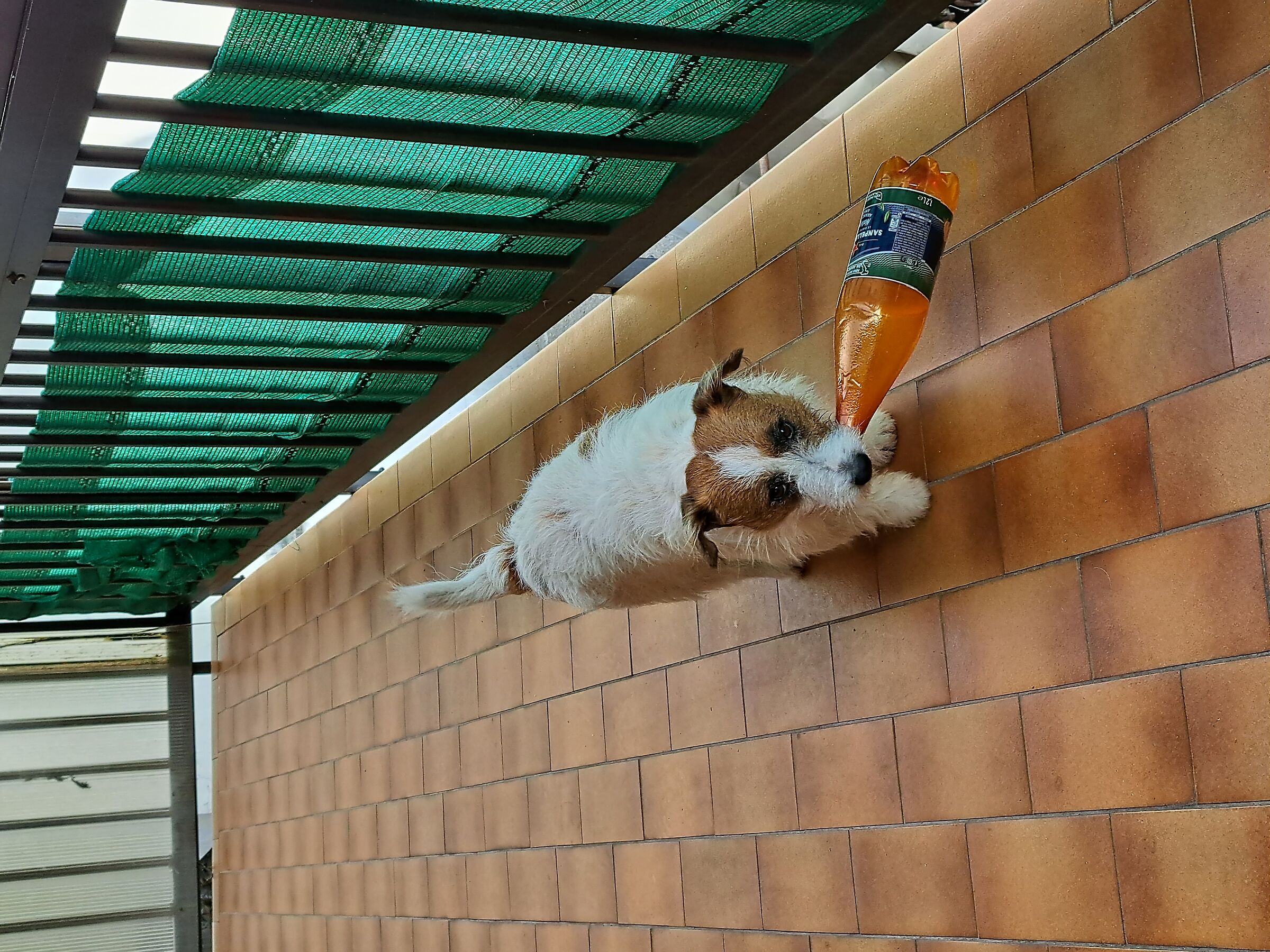 Jack russel thirsty
