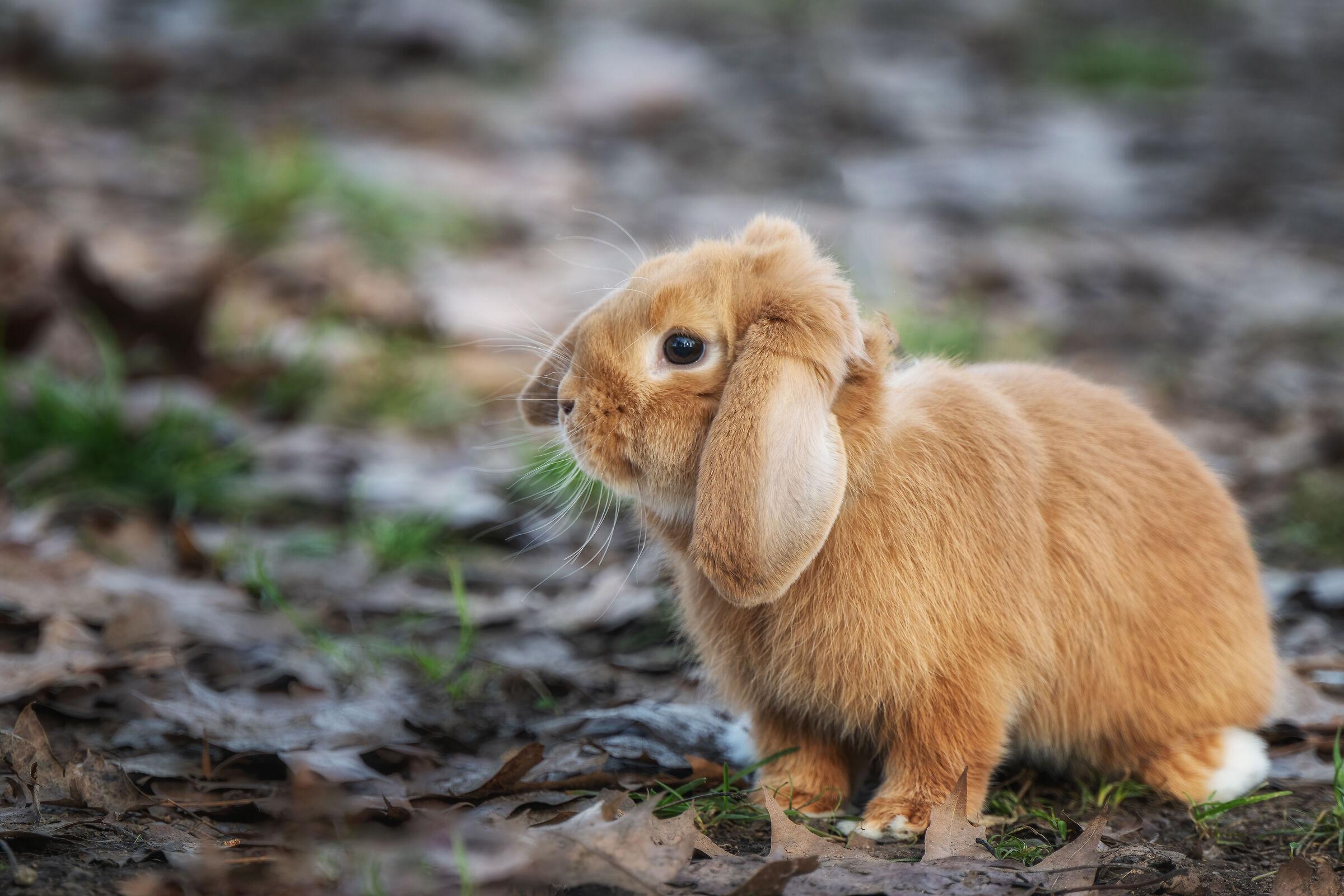 Dwarf ram rabbit
