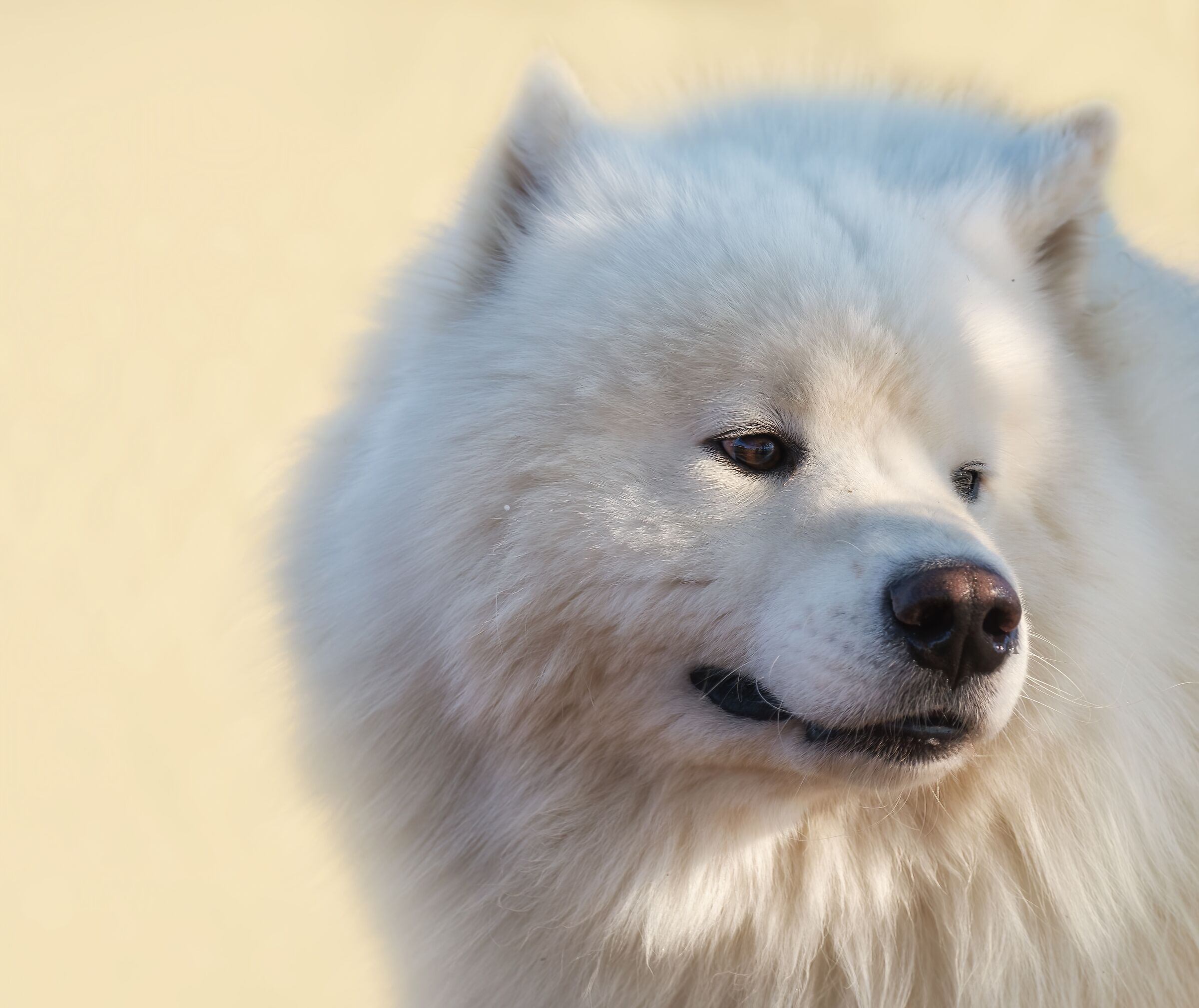 Samoyed