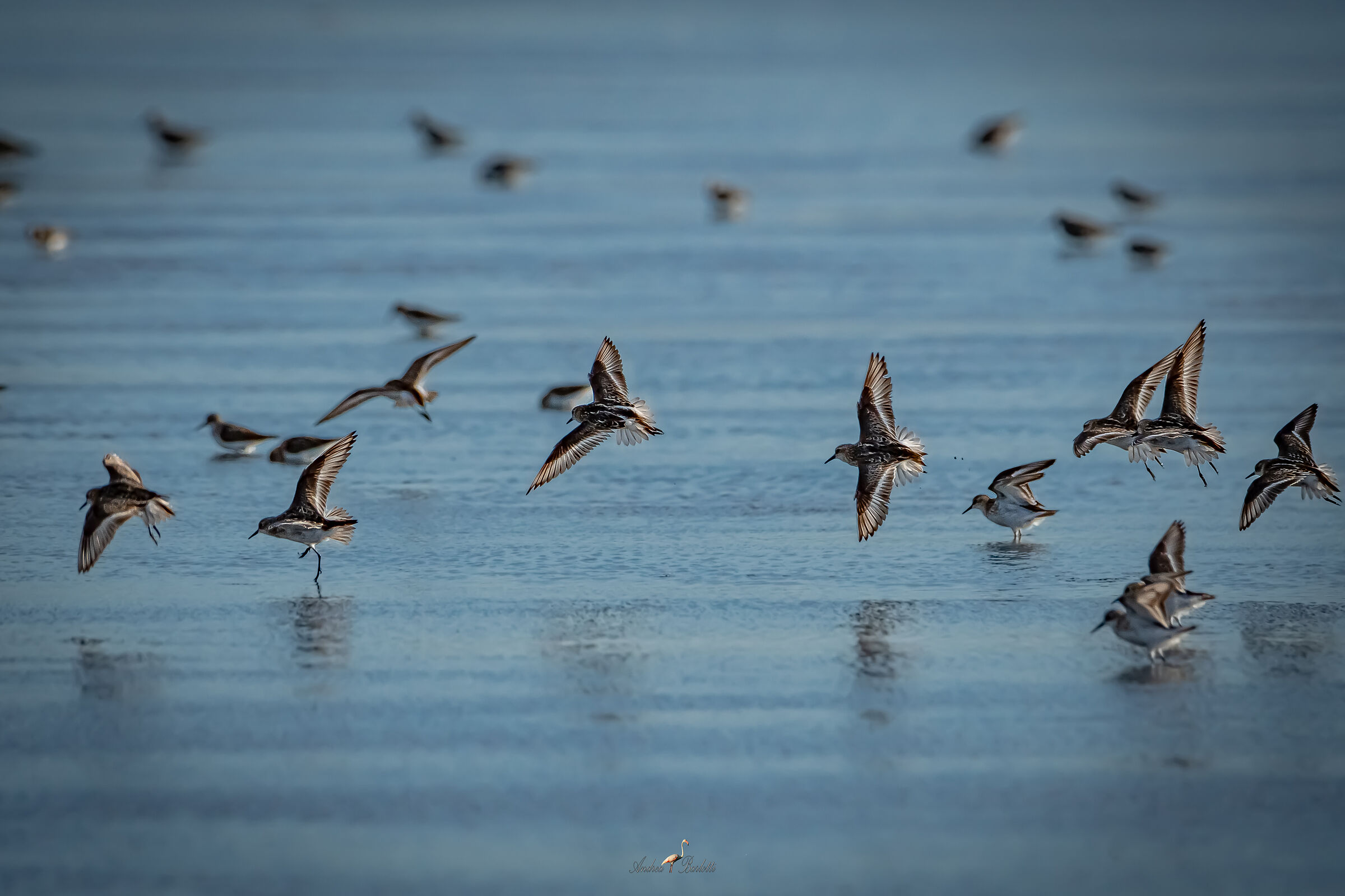 The flock