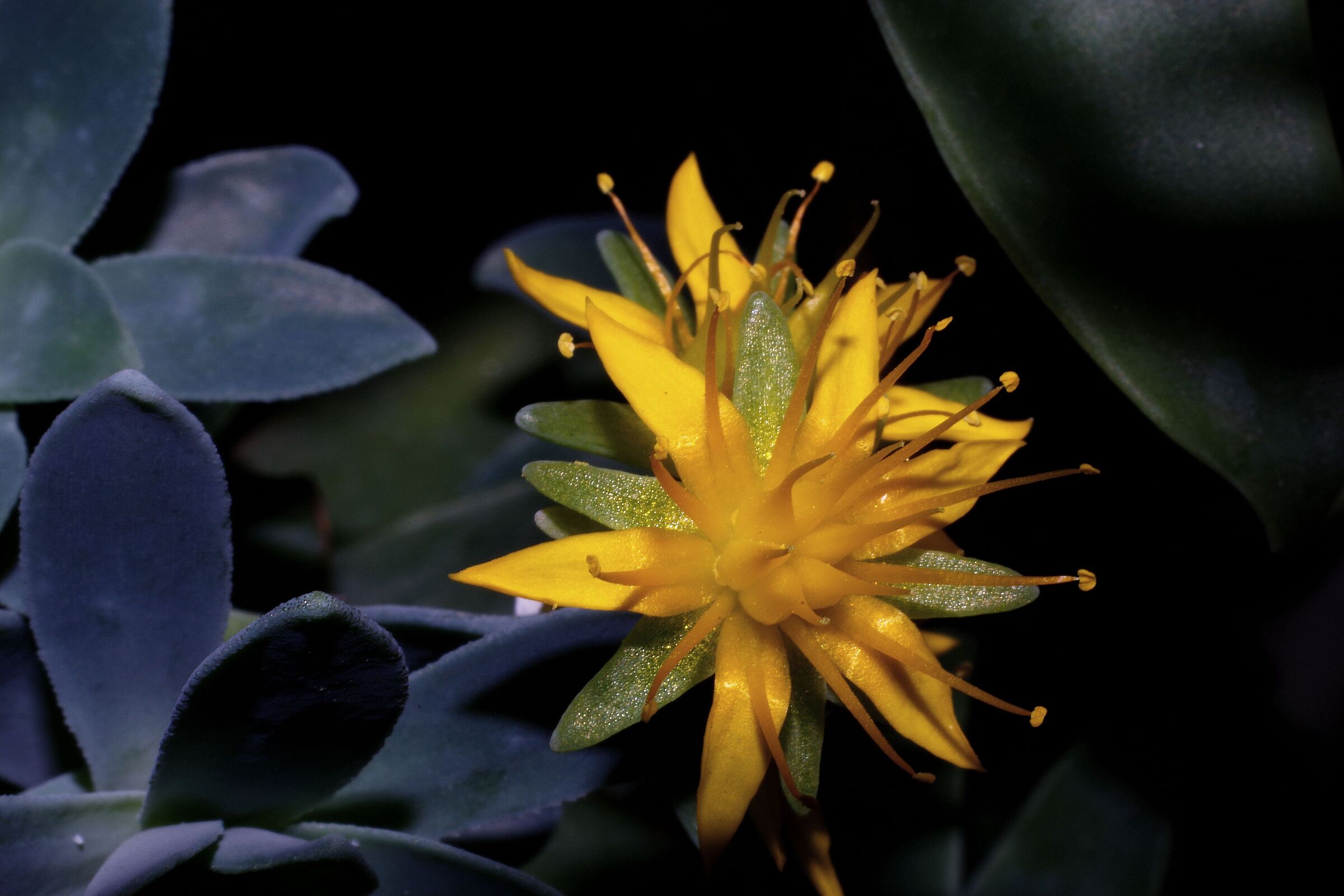 fiore di pianta grassa