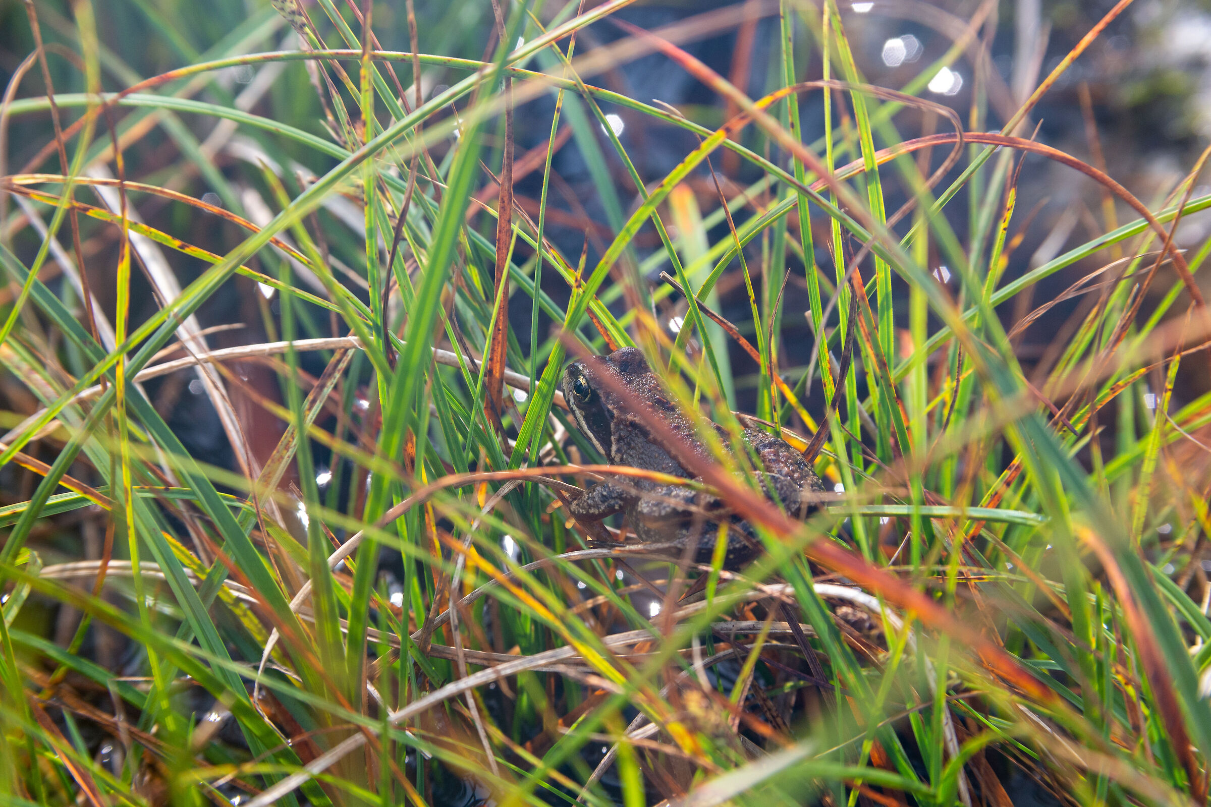 Inhabitant of the far west