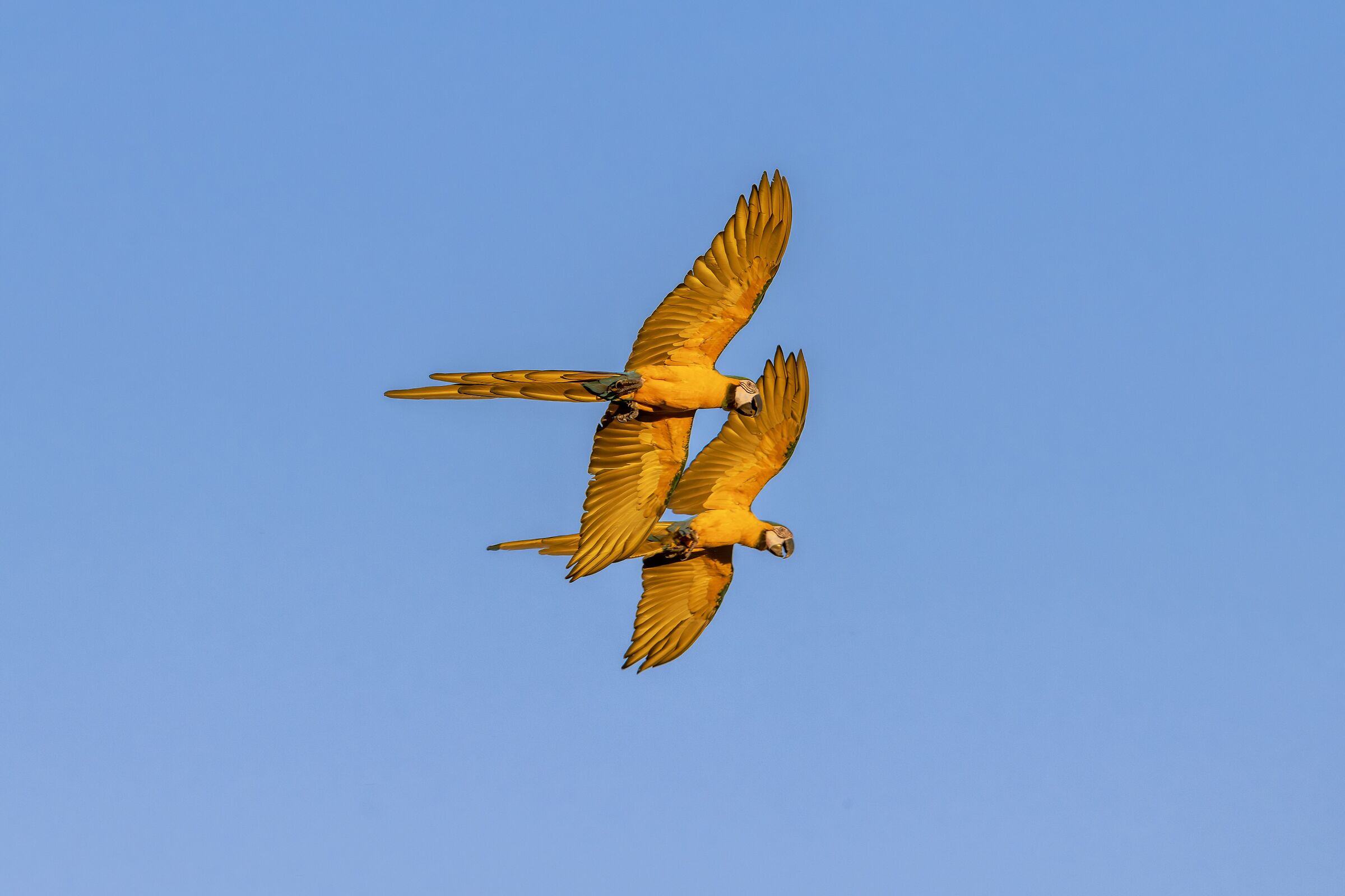 Ararauna