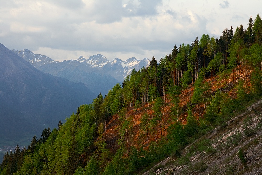 Bosco appena tagliato.