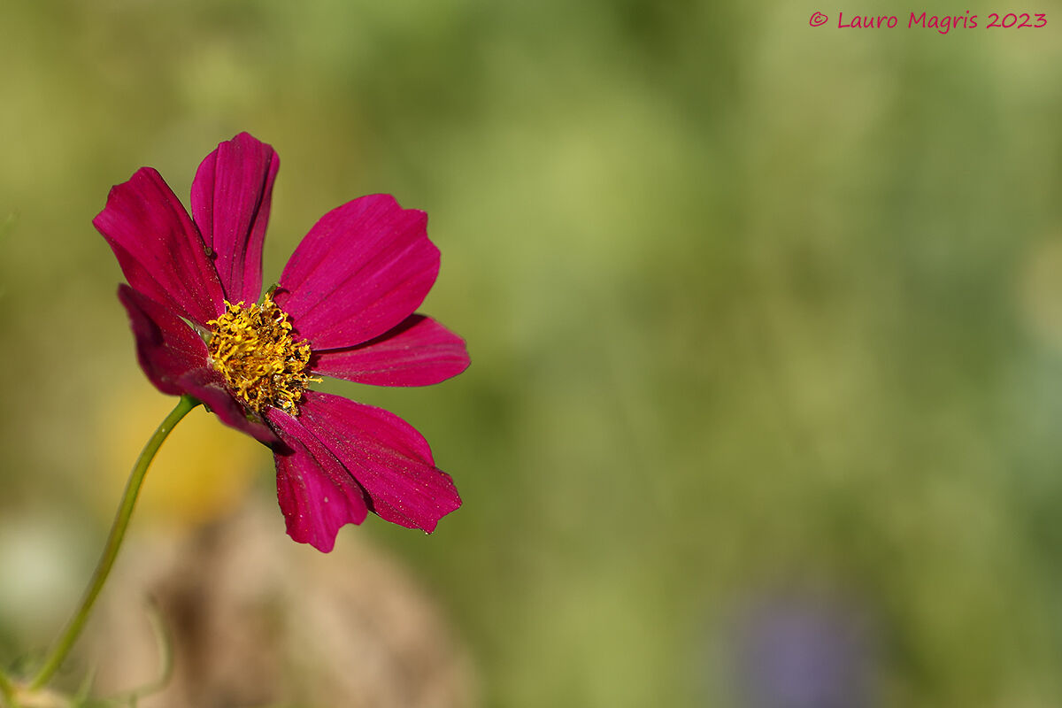Cosmea